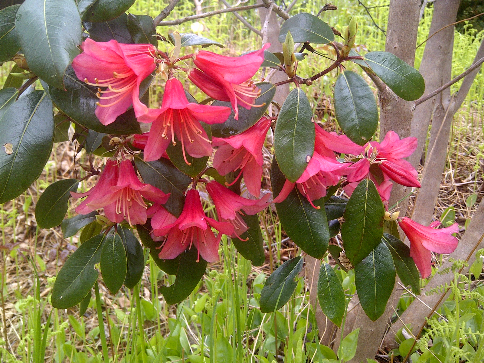 R. 'Biskra' photo of R. 'Biskra'. Location: Argyle, Yarmouth County, Nova Scotia. Photo by: John Weagle