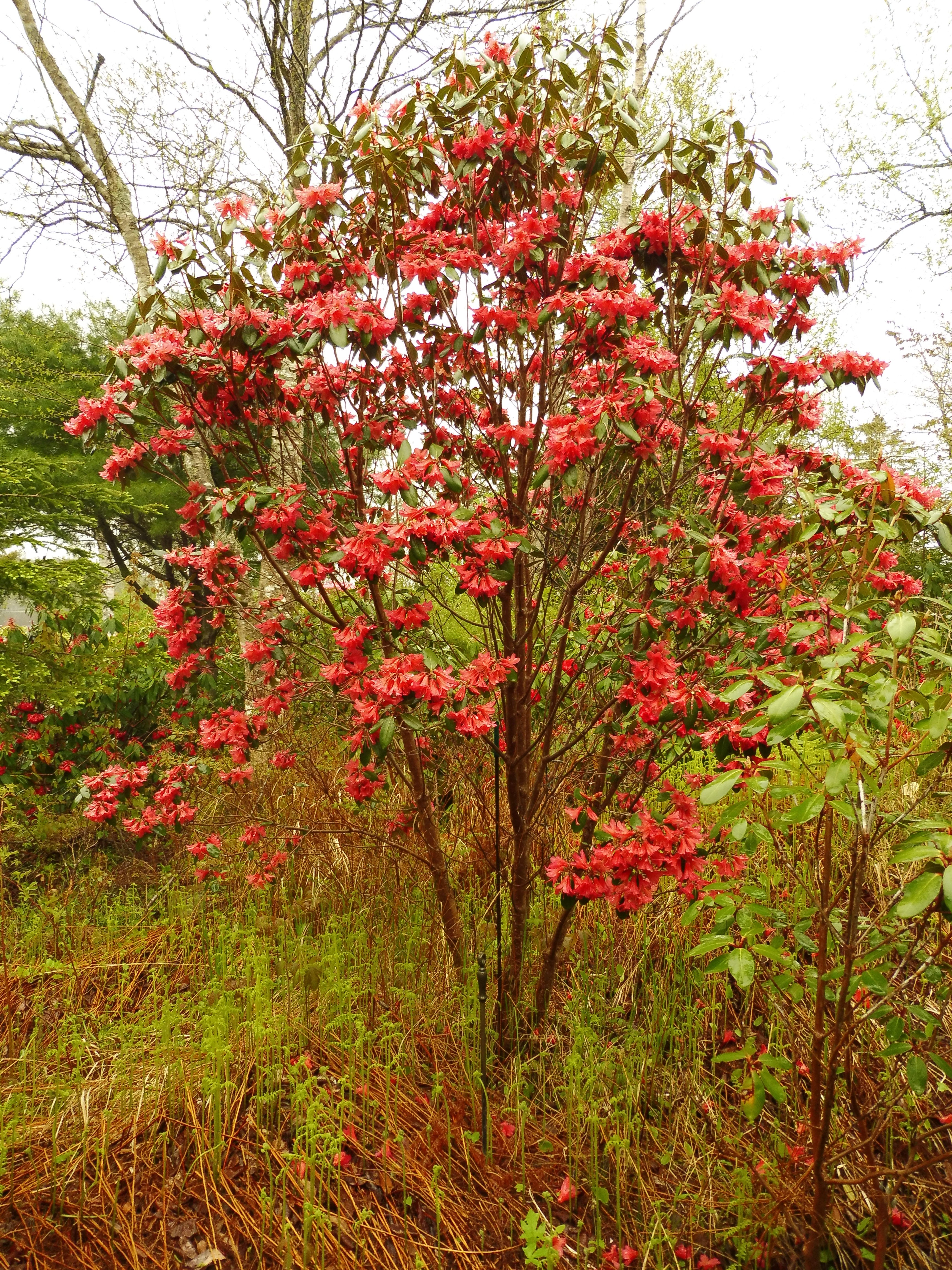 Rhododendron Biskra photo