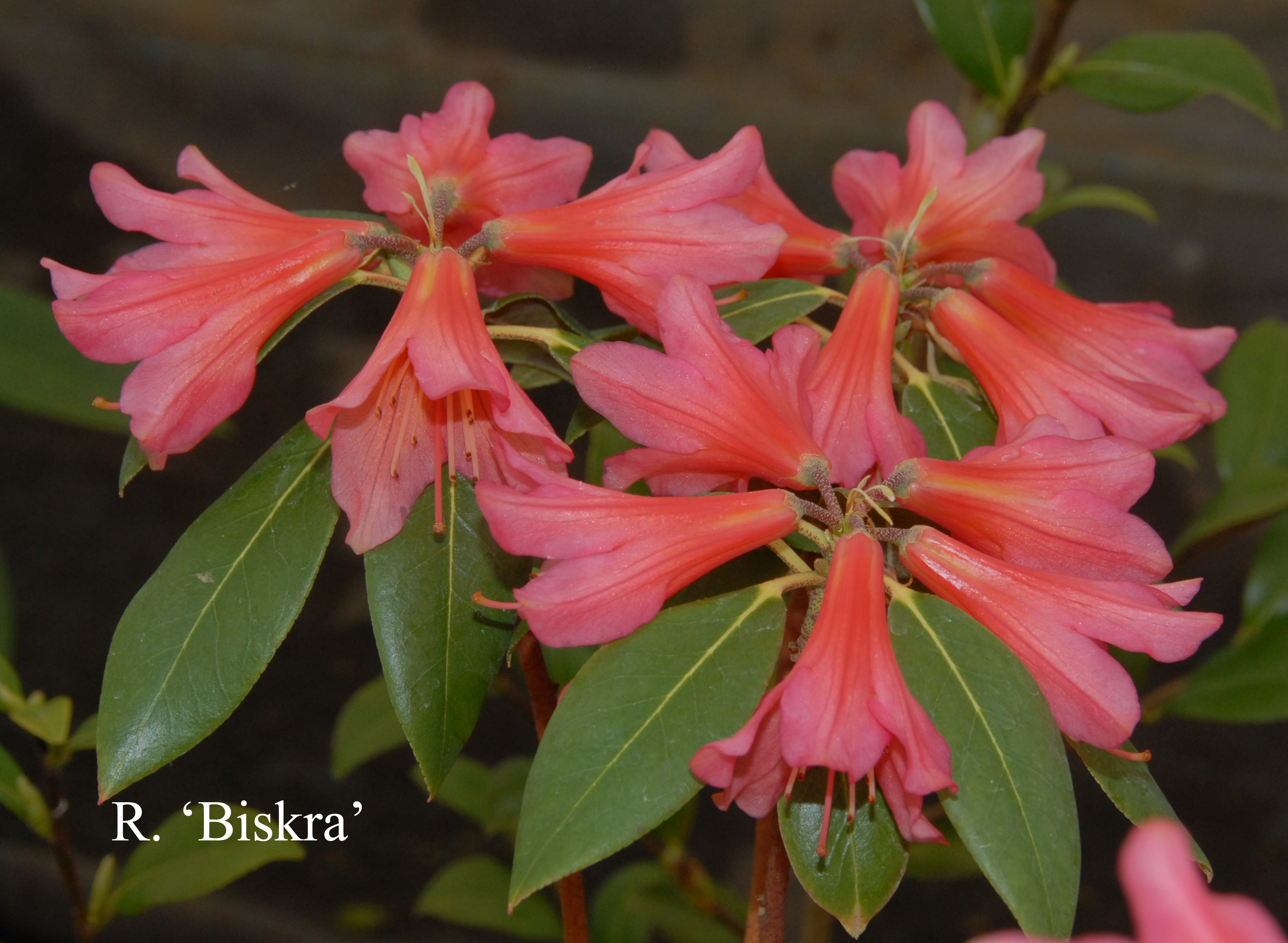 Rhododendron Biskra photo