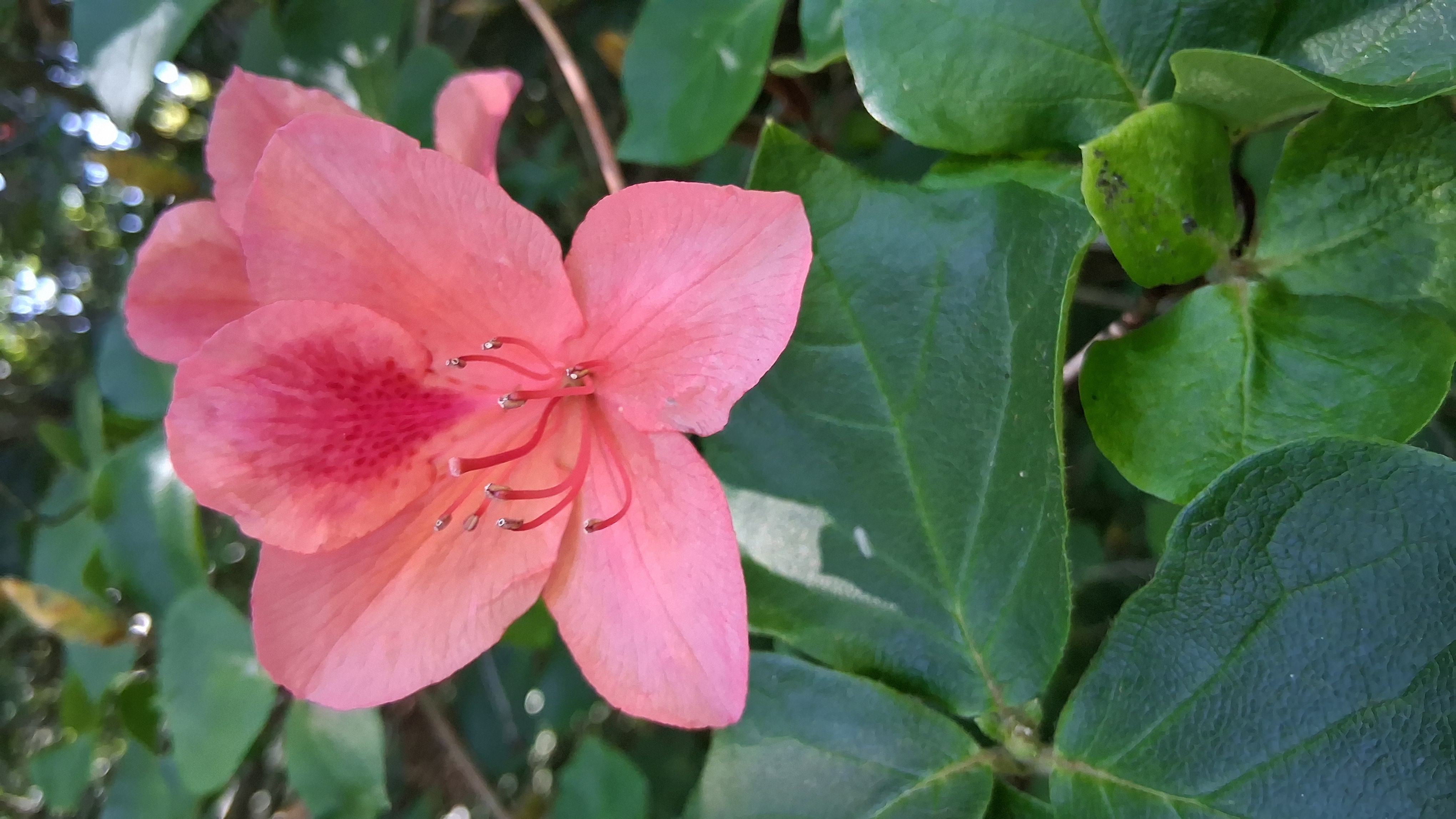 Rhododendron amagianum photo