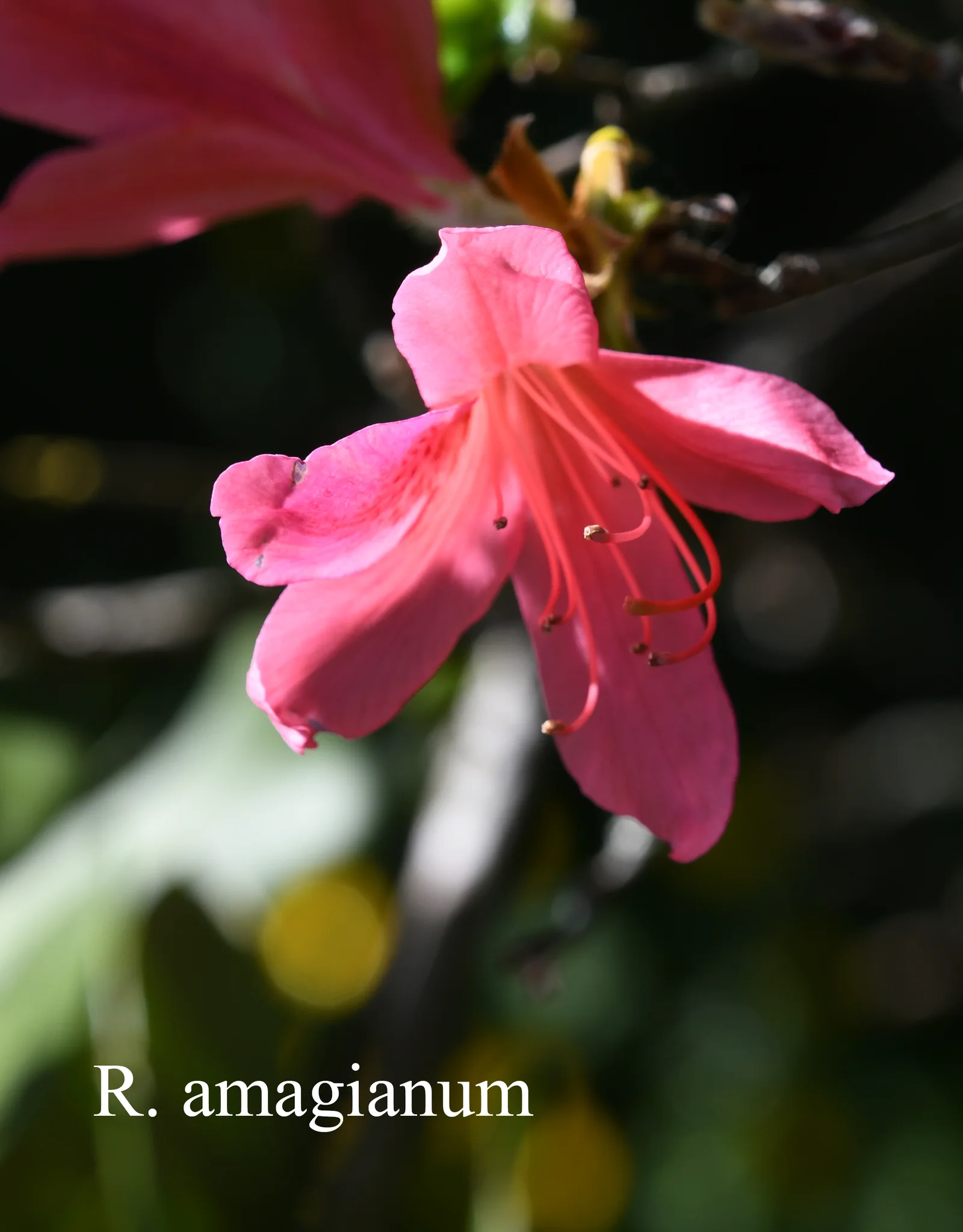 R. amagianum photo of R. amagianum. Location: Fearing's Farm Nursery, Abbotsford, BC, Canada. Photo by: Harold Fearing