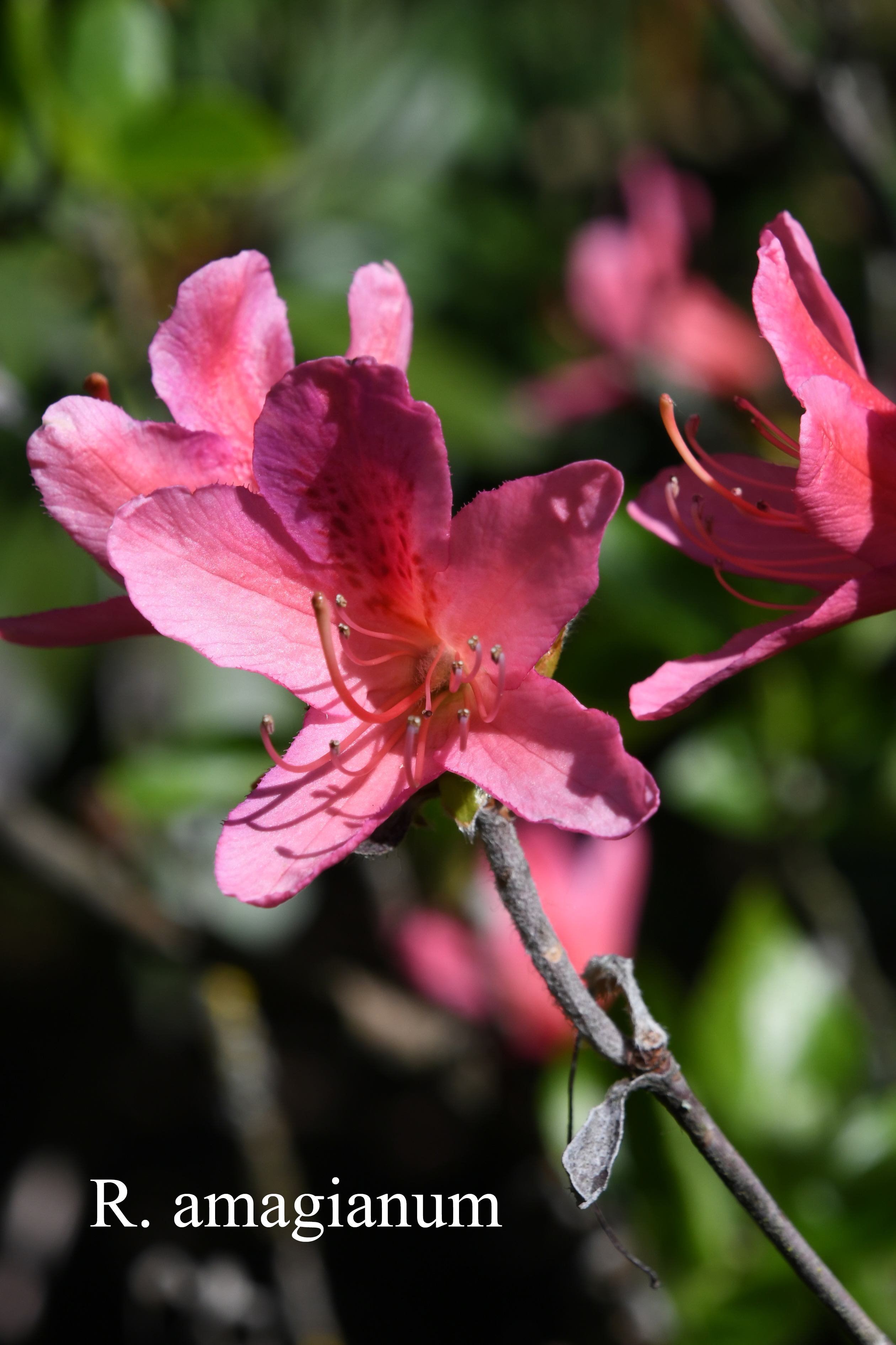 Rhododendron amagianum photo