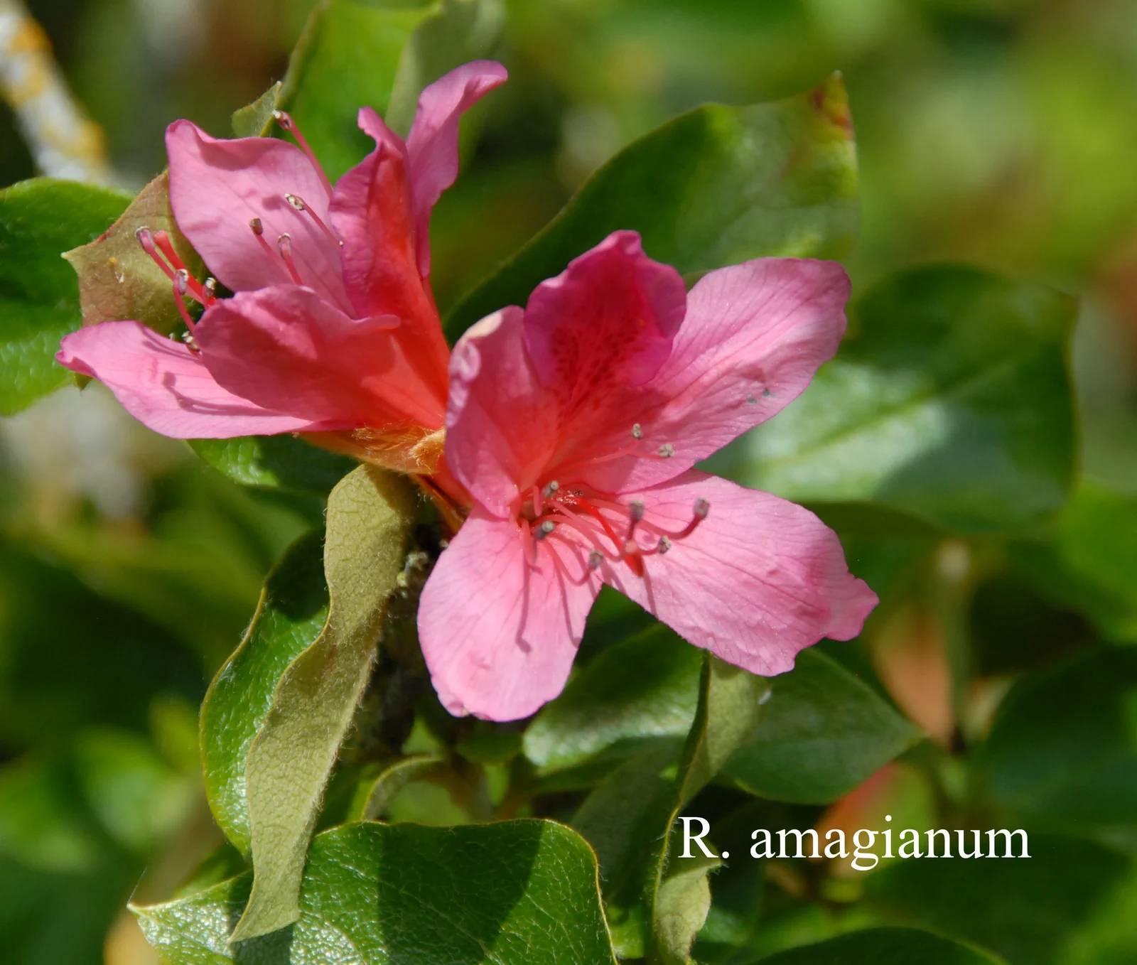 R. amagianum photo of R. amagianum. Location: Fearing's Farm Nursery, Abbotsford, BC, Canada. Photo by: Harold Fearing