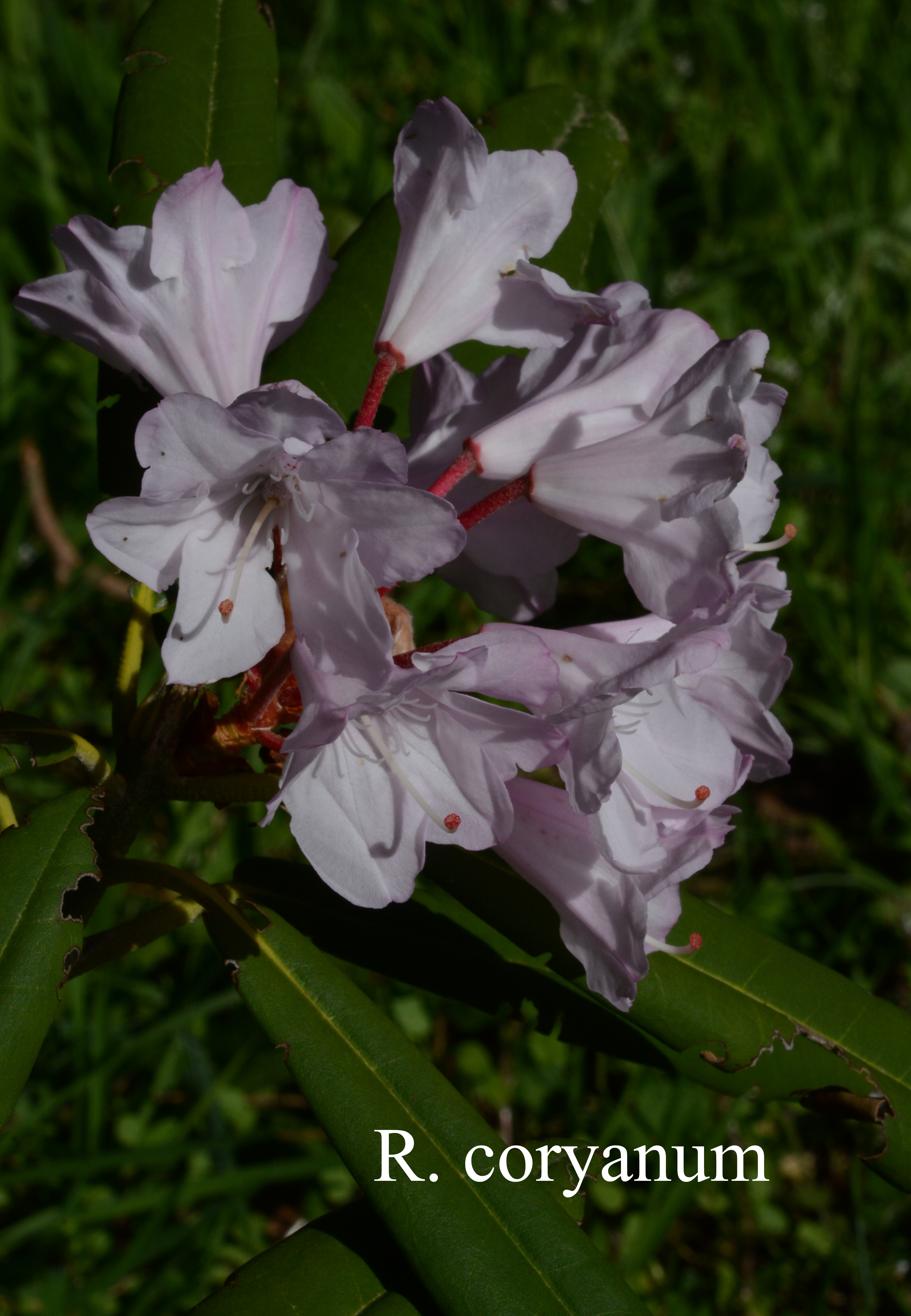 Rhododendron coryanum photo