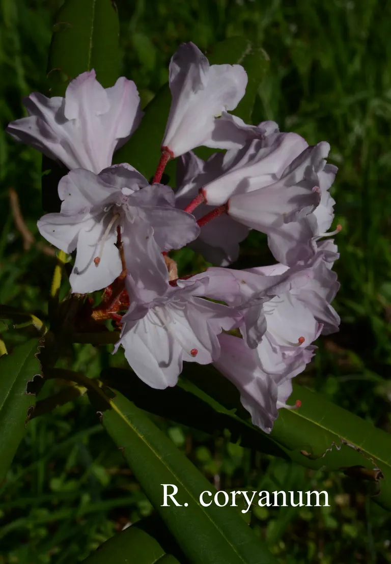 Photo of R. coryanum, Species