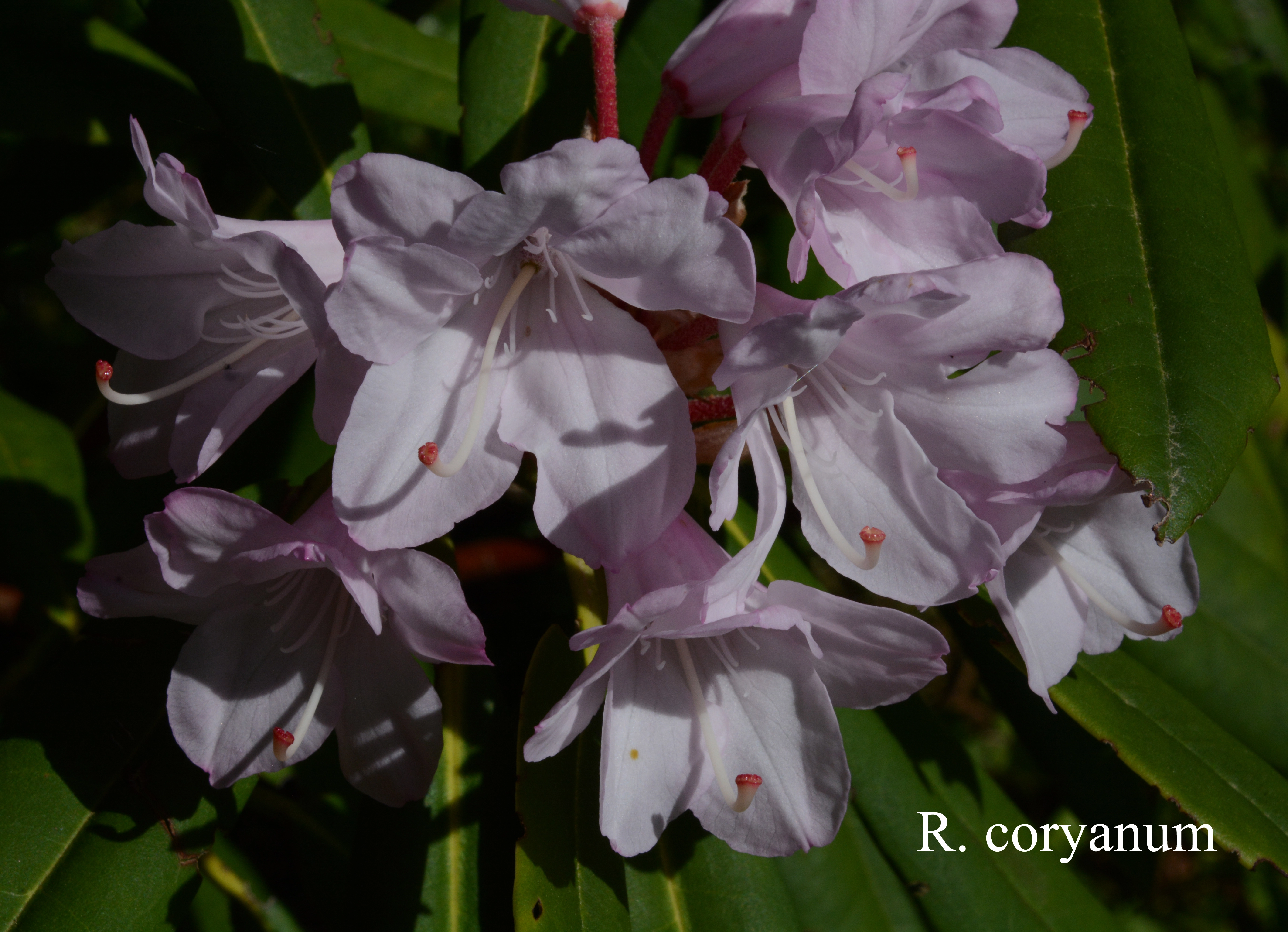 Rhododendron coryanum photo
