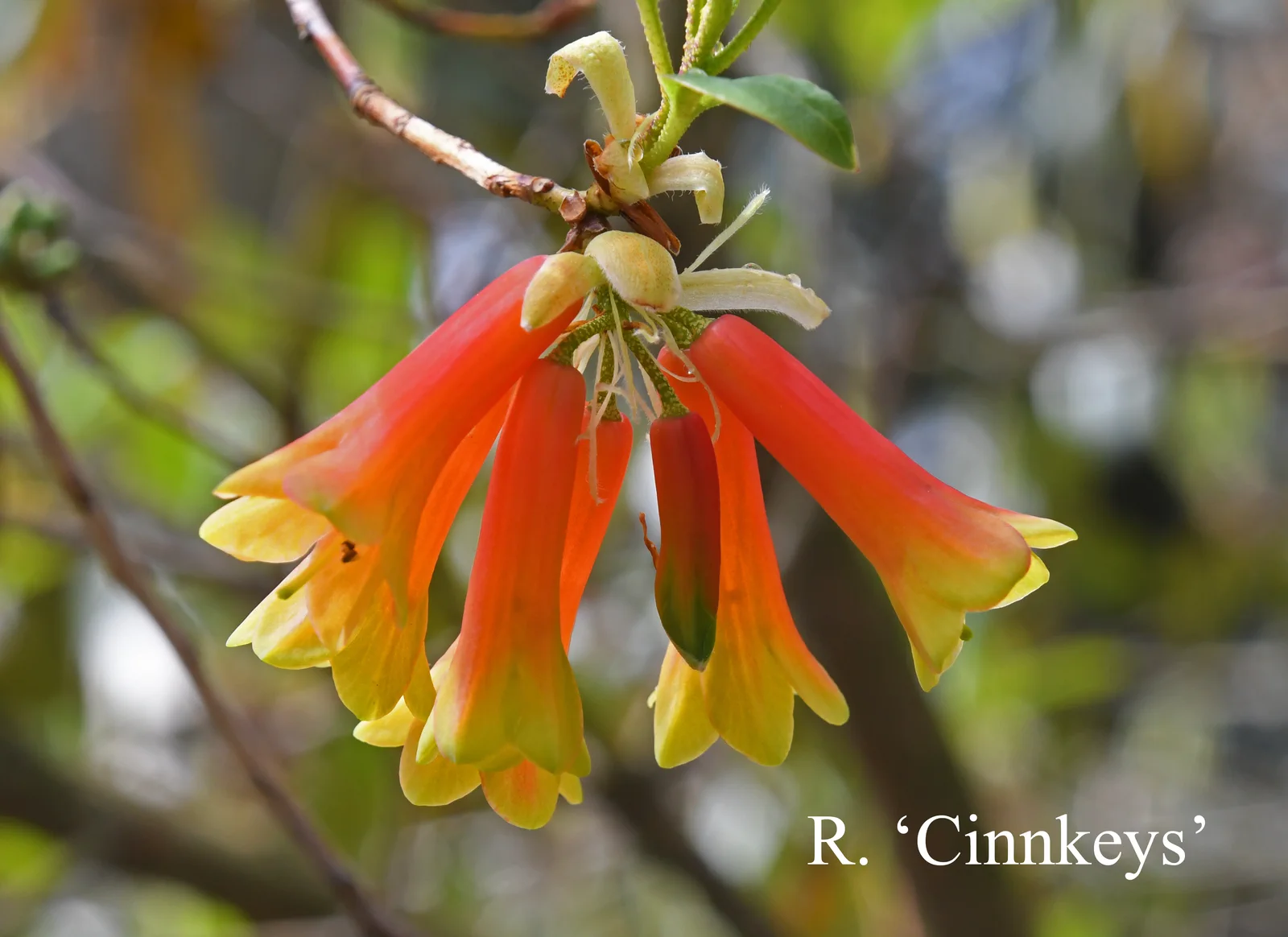 R. 'Cinnkeys' photo of R. 'Cinnkeys'. Location: Fearing's Farm Nursery, Abbotsford, BC, Canada. Photo by: Harold Fearing