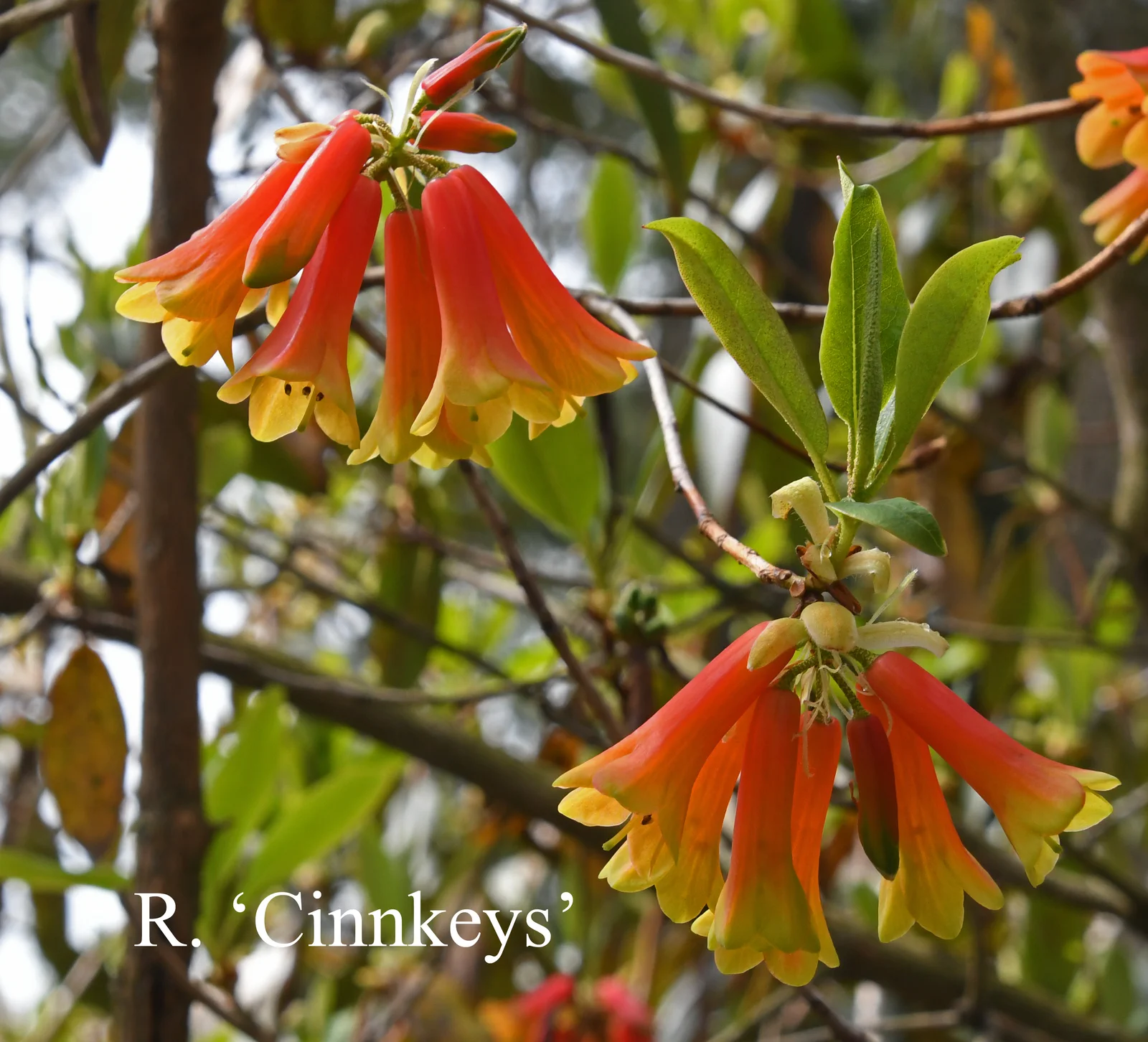 R. 'Cinnkeys' photo of R. 'Cinnkeys'. Location: Fearing's Farm Nursery, Abbotsford, BC, Canada. Photo by: Harold Fearing