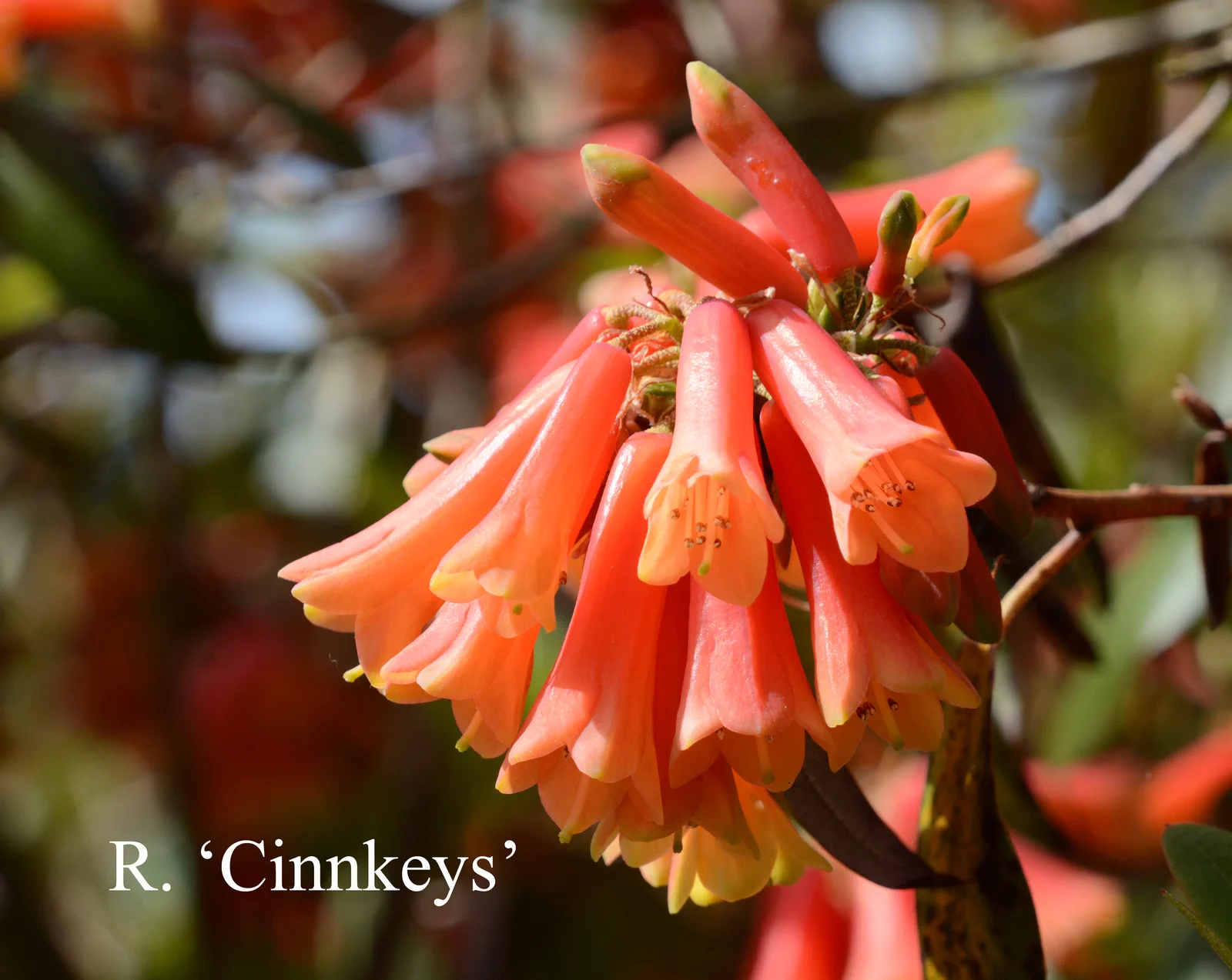 R. 'Cinnkeys' photo of R. 'Cinnkeys'. Location: Fearing's Farm Nursery, Abbotsford, BC, Canada. Photo by: Harold Fearing