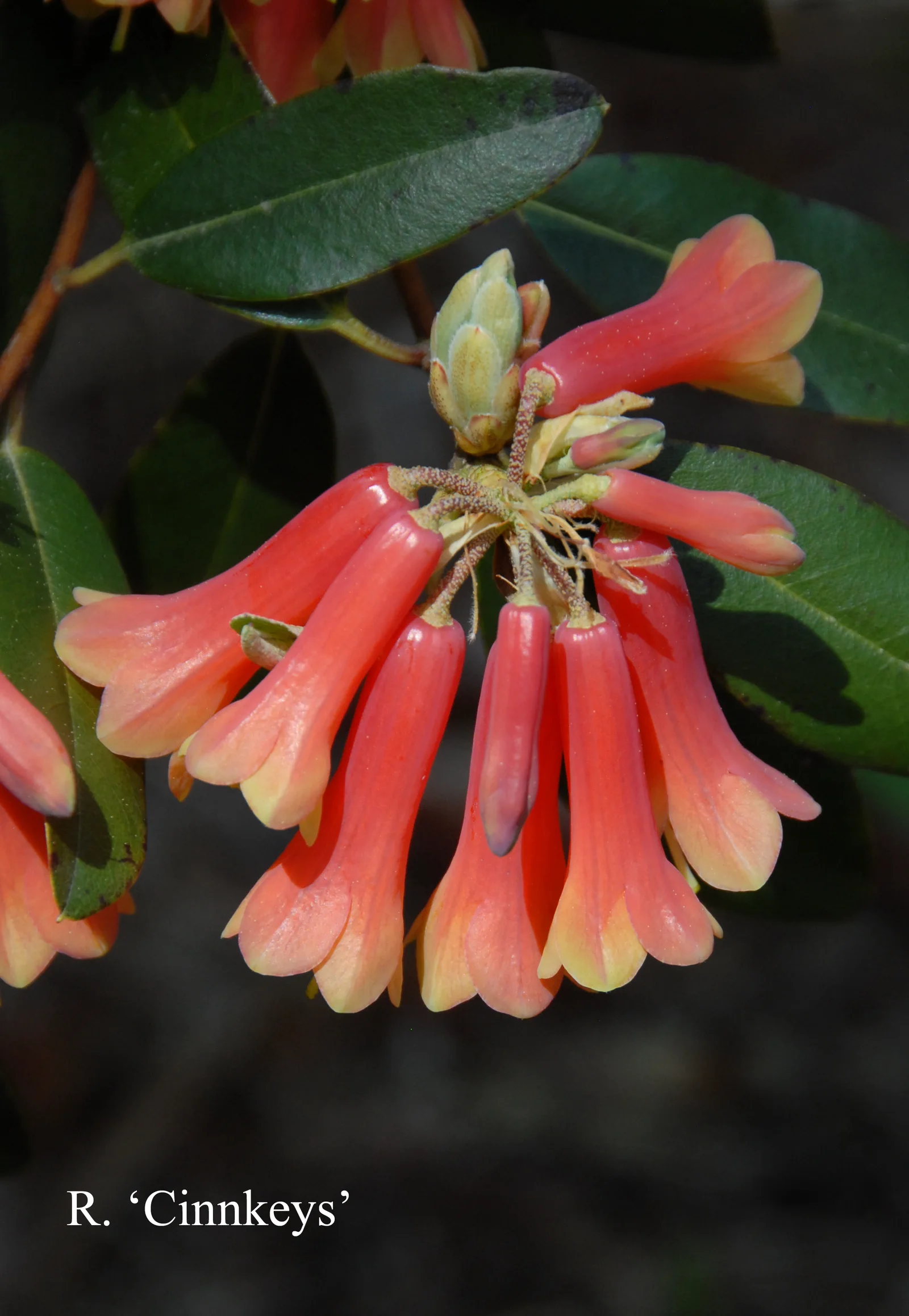 R. 'Cinnkeys' photo of R. 'Cinnkeys'. Location: Fearing's Farm Nursery, Abbotsford, BC, Canada. Photo by: Harold Fearing
