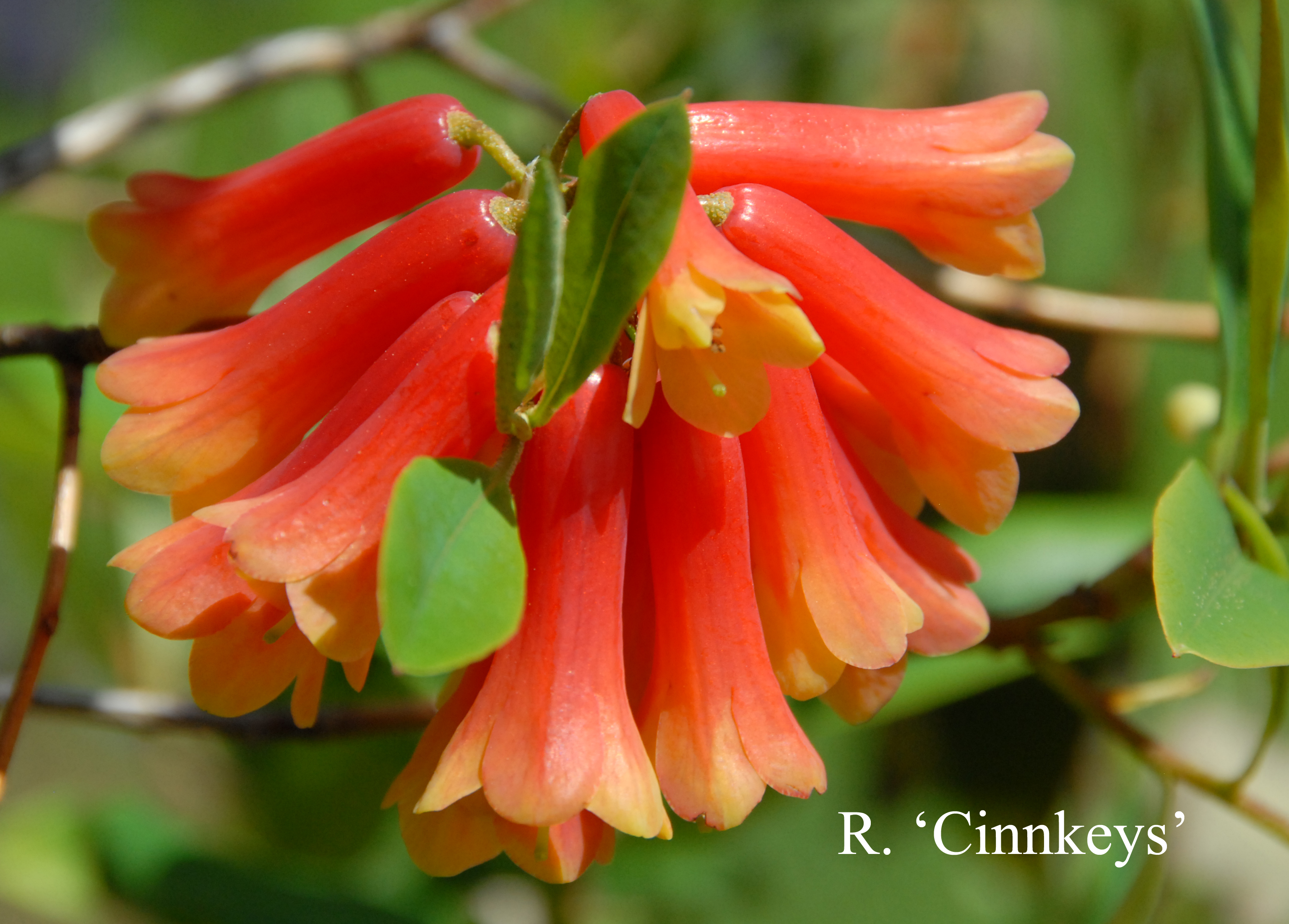 Rhododendron Cinnkeys photo