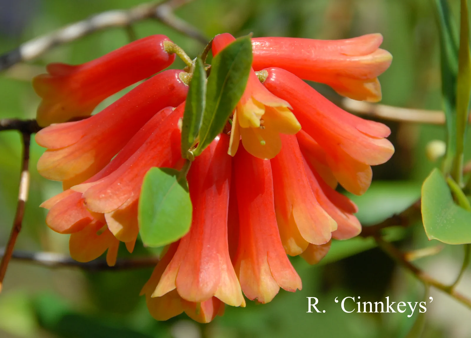 R. 'Cinnkeys' photo of R. 'Cinnkeys'. Location: Fearing's Farm Nursery, Abbotsford, BC, Canada. Photo by: Harold Fearing