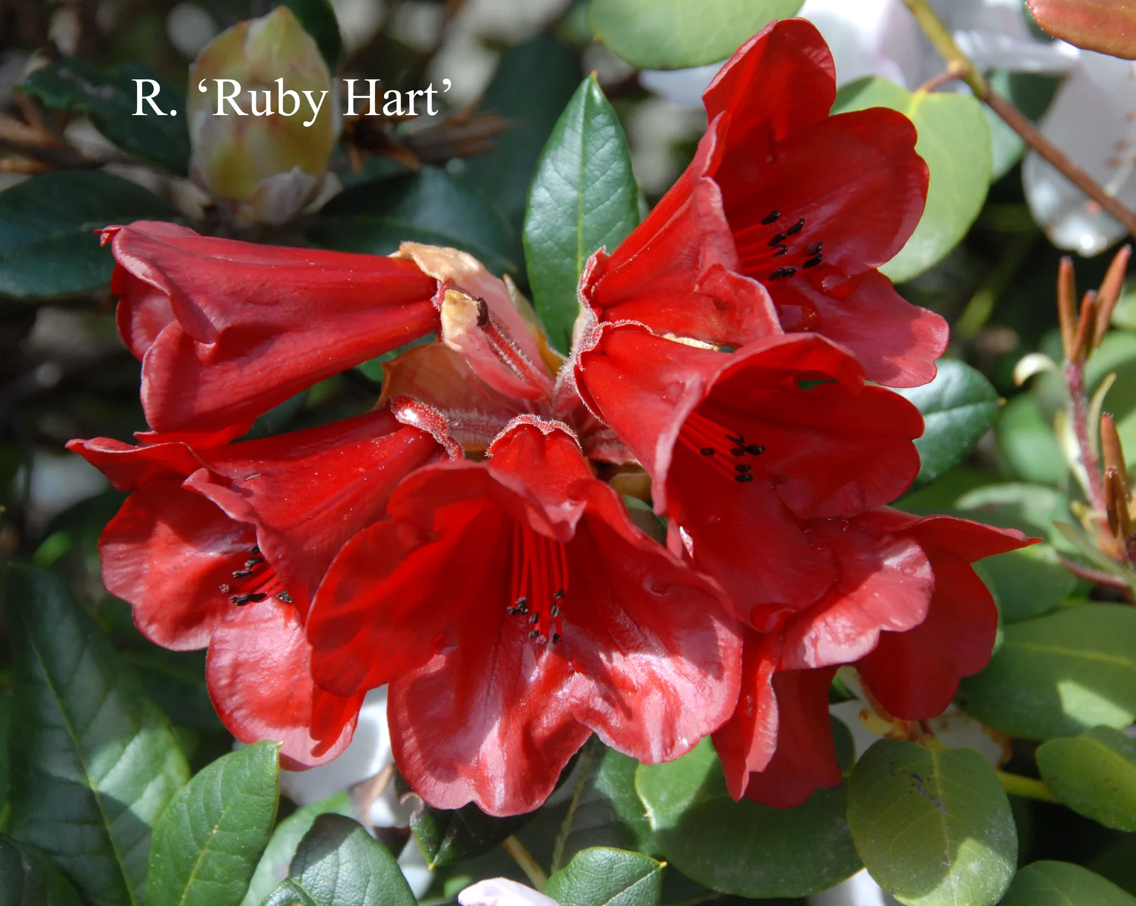 R. 'Ruby Hart' photo of R. 'Ruby Hart'. Location: Fearing's Farm Nursery, Abbotsford, BC, Canada. Photo by: Harold Fearing