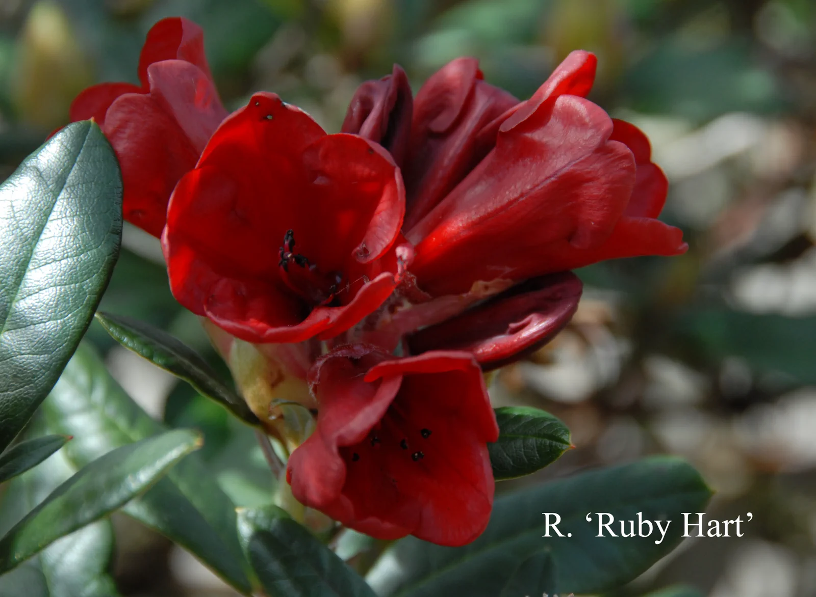 R. 'Ruby Hart' photo of R. 'Ruby Hart'. Location: Fearing's Farm Nursery, Abbotsford, BC, Canada. Photo by: Harold Fearing