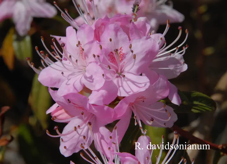 Photo of R. davidsonianum, Species