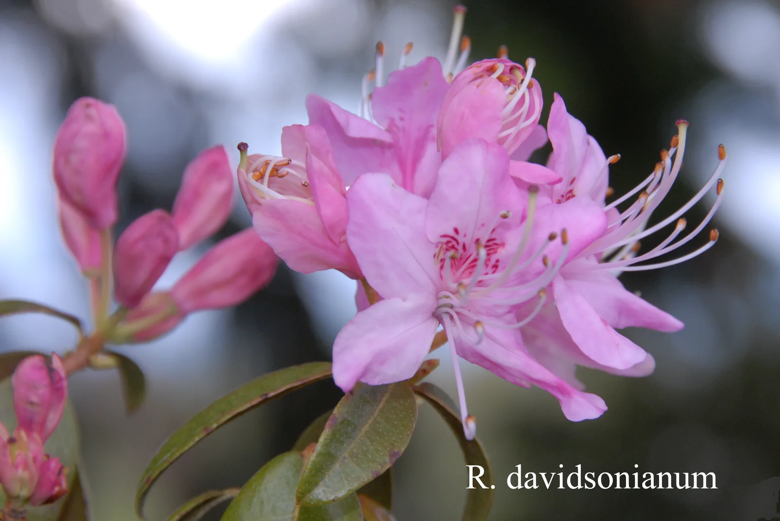 R. davidsonianum photo of R. davidsonianum. Location: Fearing's Farm Nursery, Abbotsford, BC, Canada. Photo by: Harold Fearing