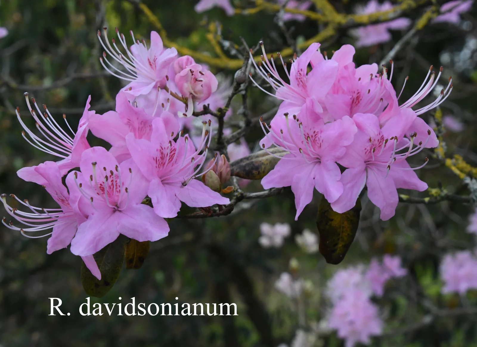 R. davidsonianum photo of R. davidsonianum. Location: Fearing's Farm Nursery, Abbotsford, BC, Canada. Photo by: Harold Fearing