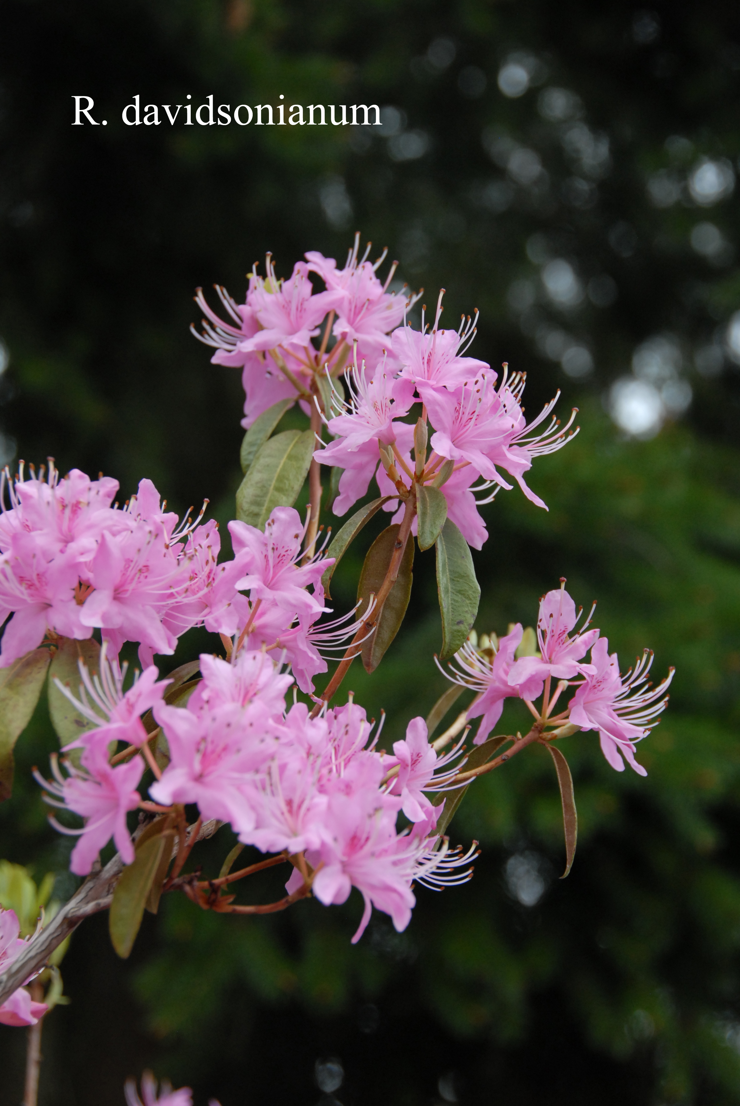 Rhododendron davidsonianum photo