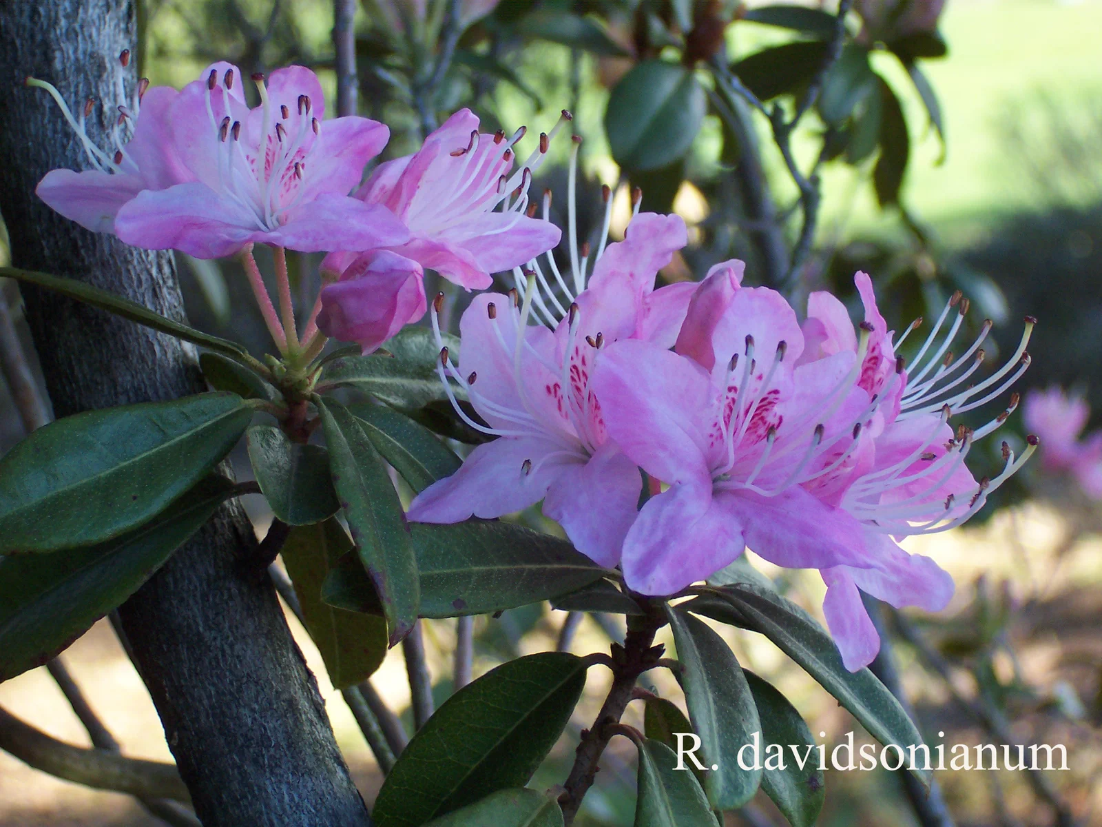 R. davidsonianum photo of R. davidsonianum. Location: Fearing's Farm Nursery, Abbotsford, BC, Canada. Photo by: Harold Fearing