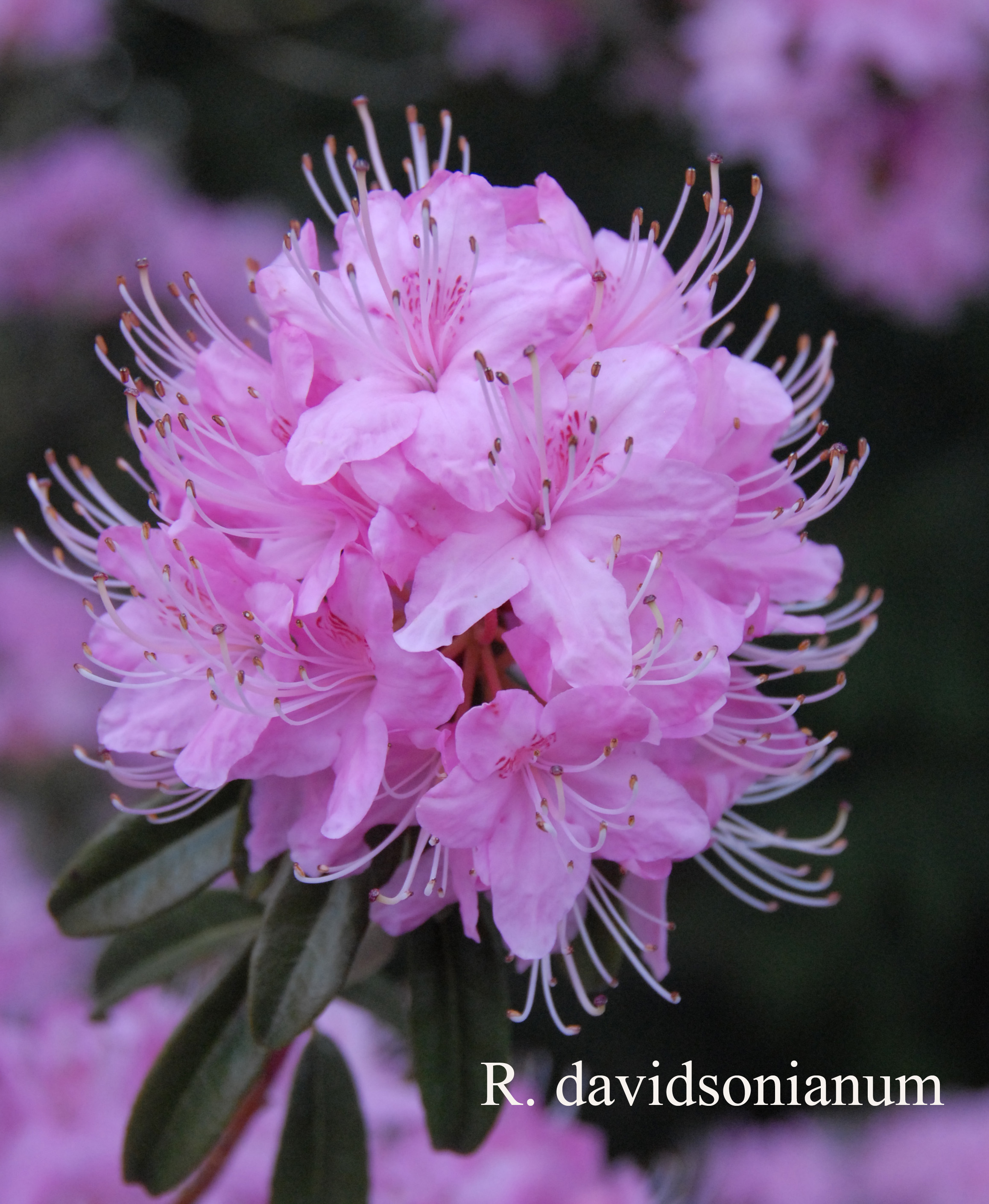 Rhododendron davidsonianum photo