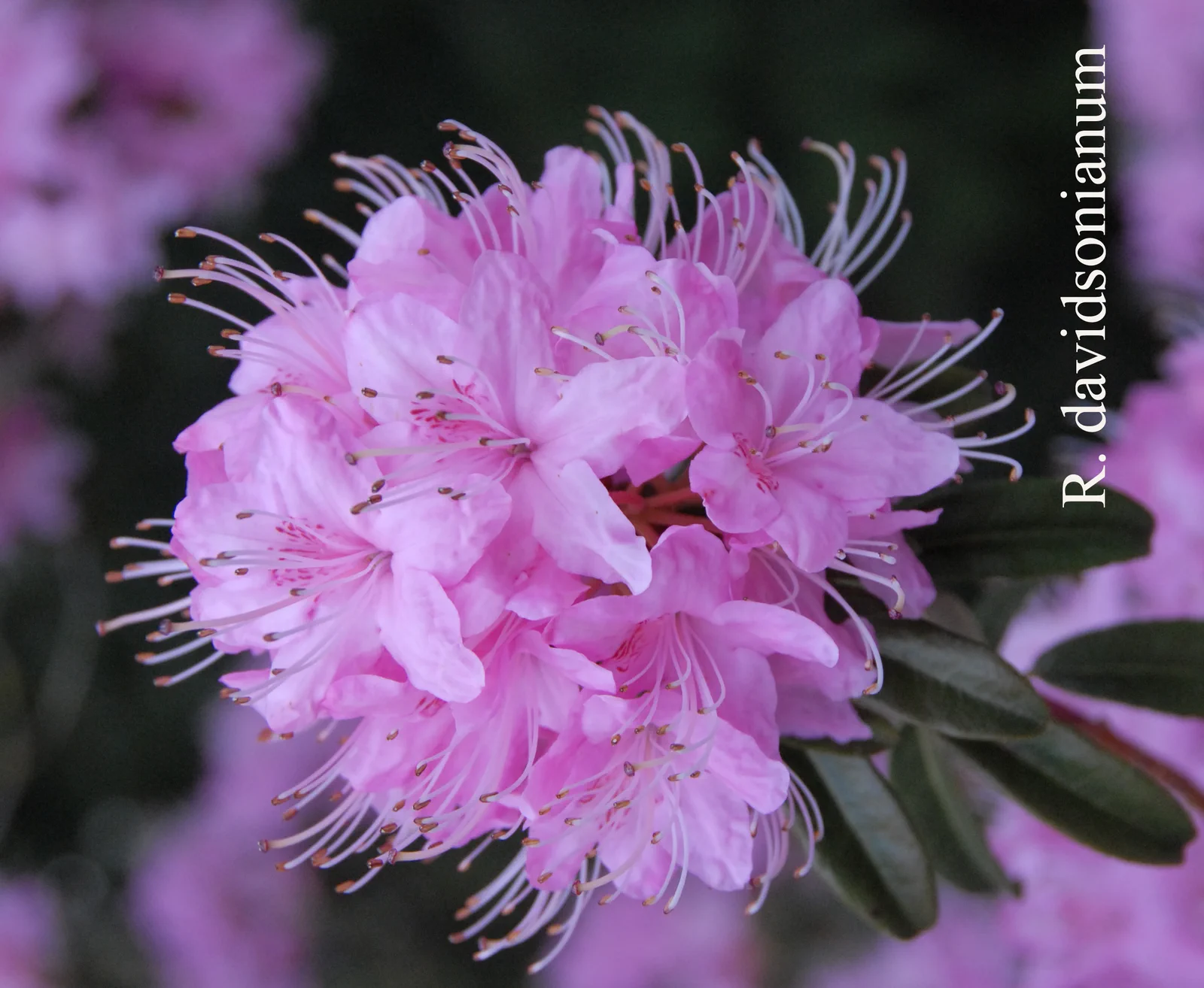 R. davidsonianum photo of R. davidsonianum. Location: Fearing's Farm Nursery, Abbotsford, BC, Canada. Photo by: Harold Fearing