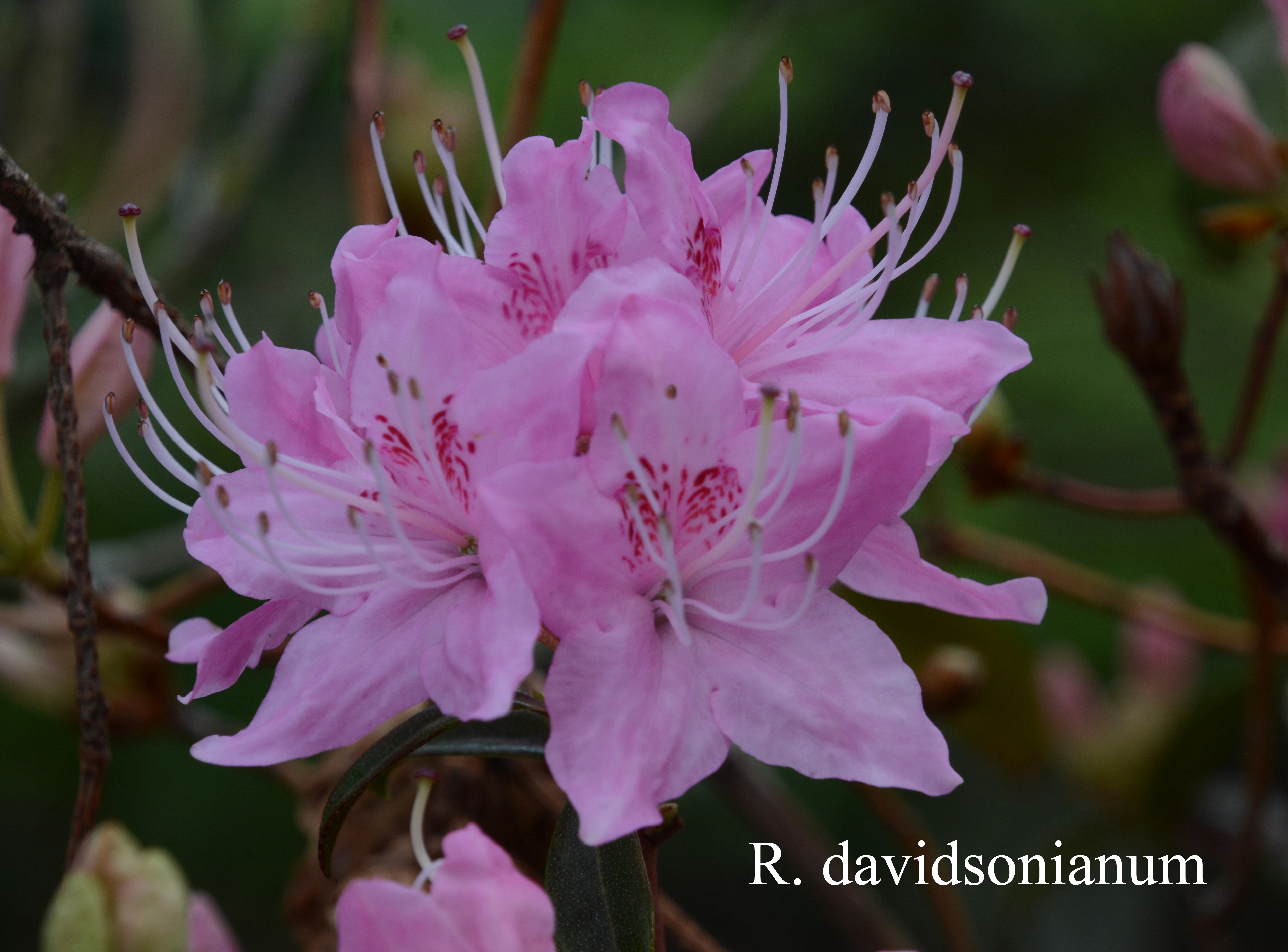 Rhododendron davidsonianum photo