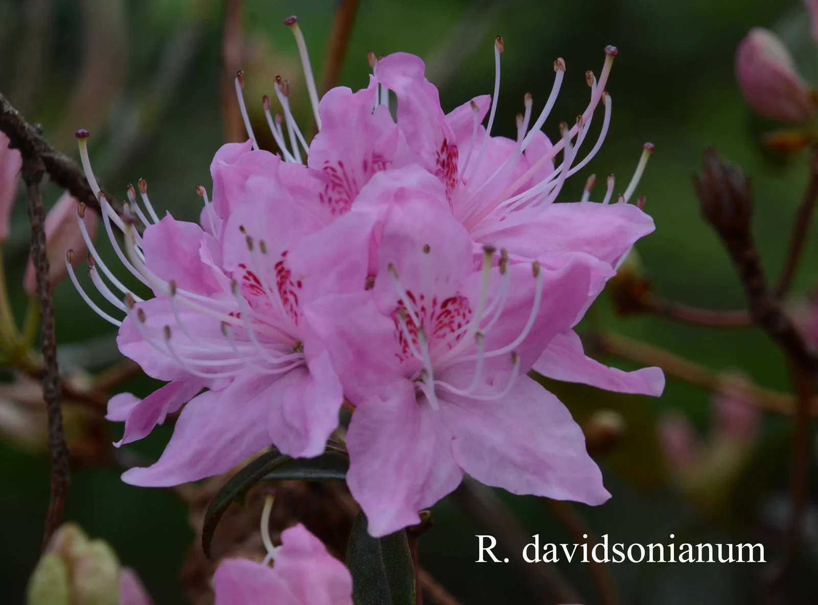 R. davidsonianum photo of R. davidsonianum. Location: Fearing's Farm Nursery, Abbotsford, BC, Canada. Photo by: Harold Fearing