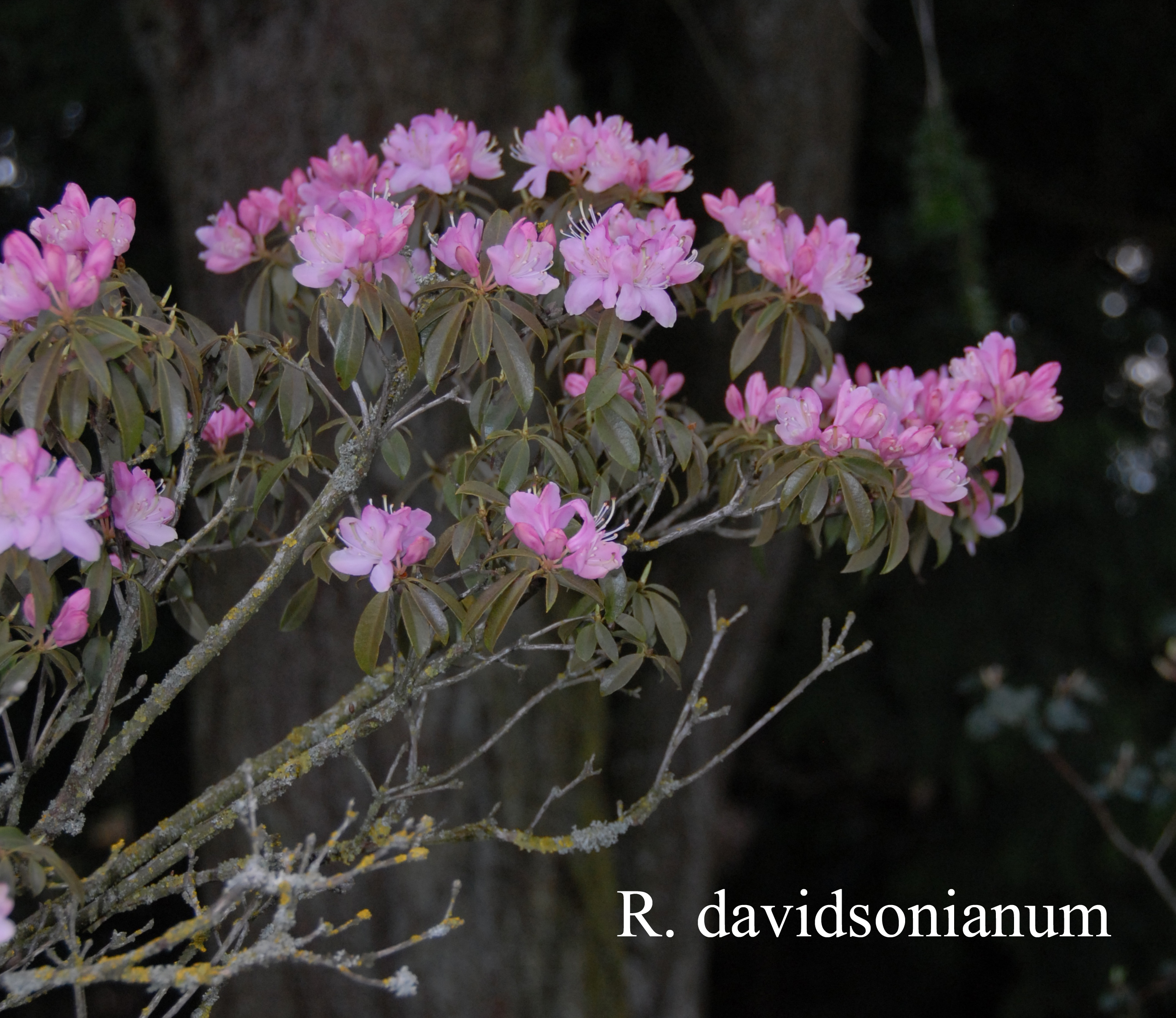 Rhododendron davidsonianum photo