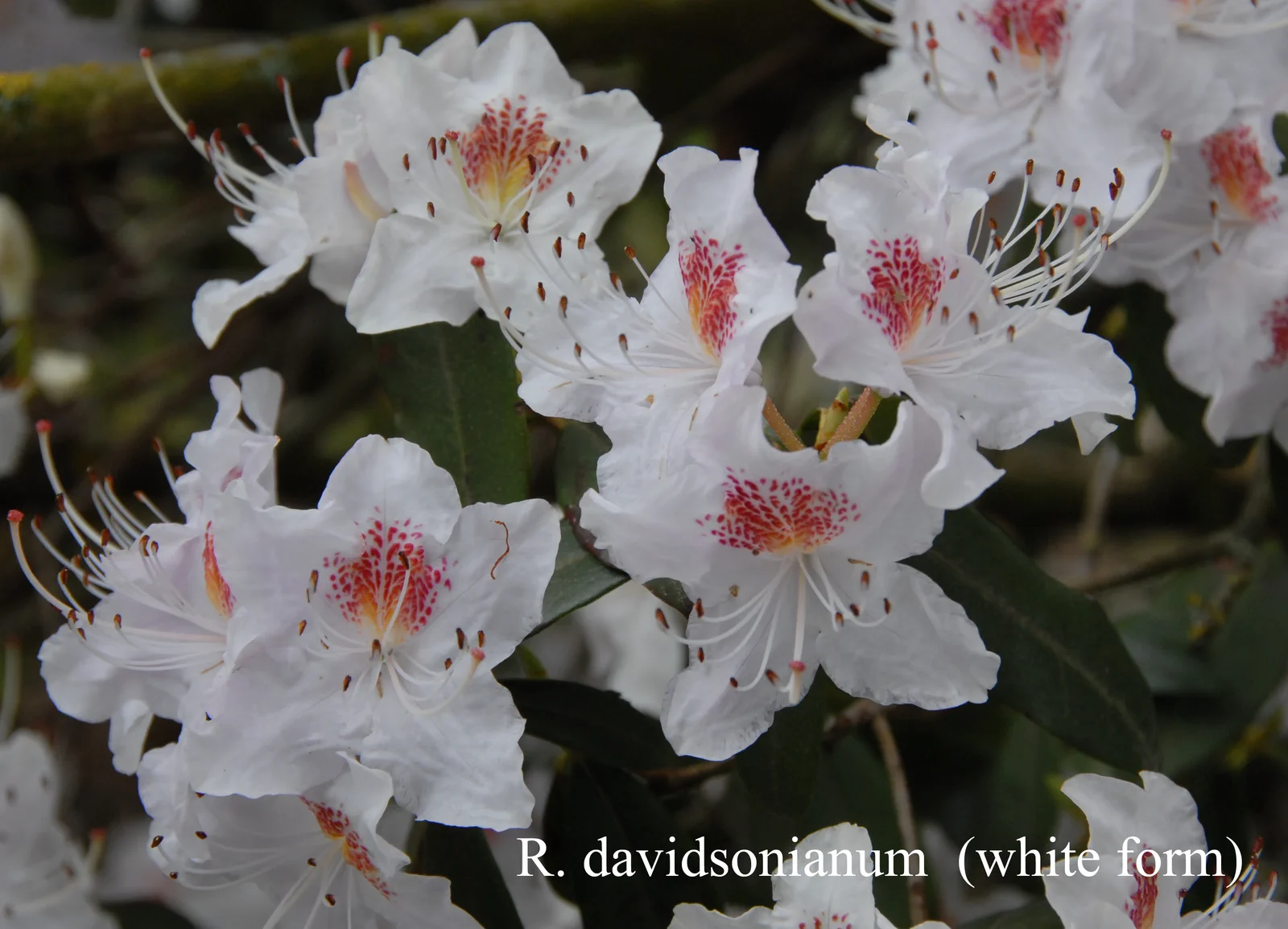 R. davidsonianum photo of R. davidsonianum. White form. Location: Fearing's Farm Nursery, Abbotsford, BC, Canada. Photo by: Harold Fearing