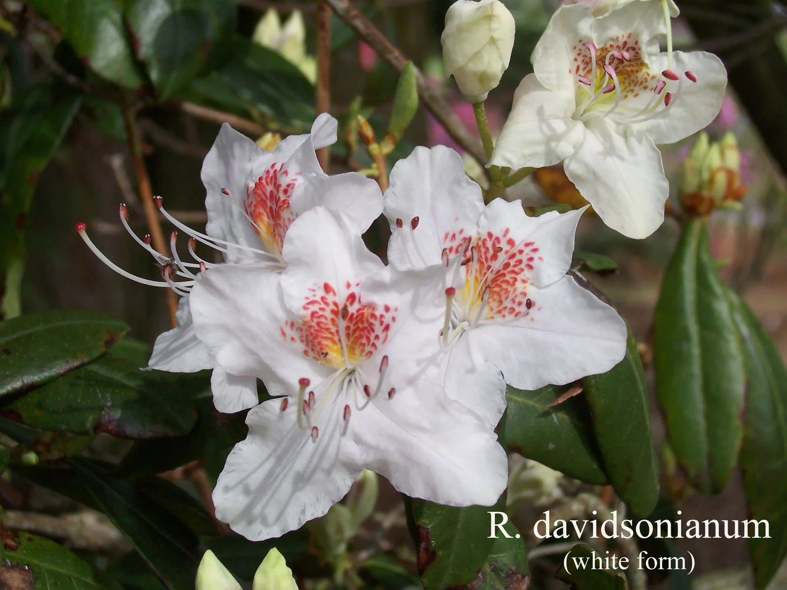 R. davidsonianum photo of R. davidsonianum. White form. Location: Fearing's Farm Nursery, Abbotsford, BC, Canada. Photo by: Harold Fearing