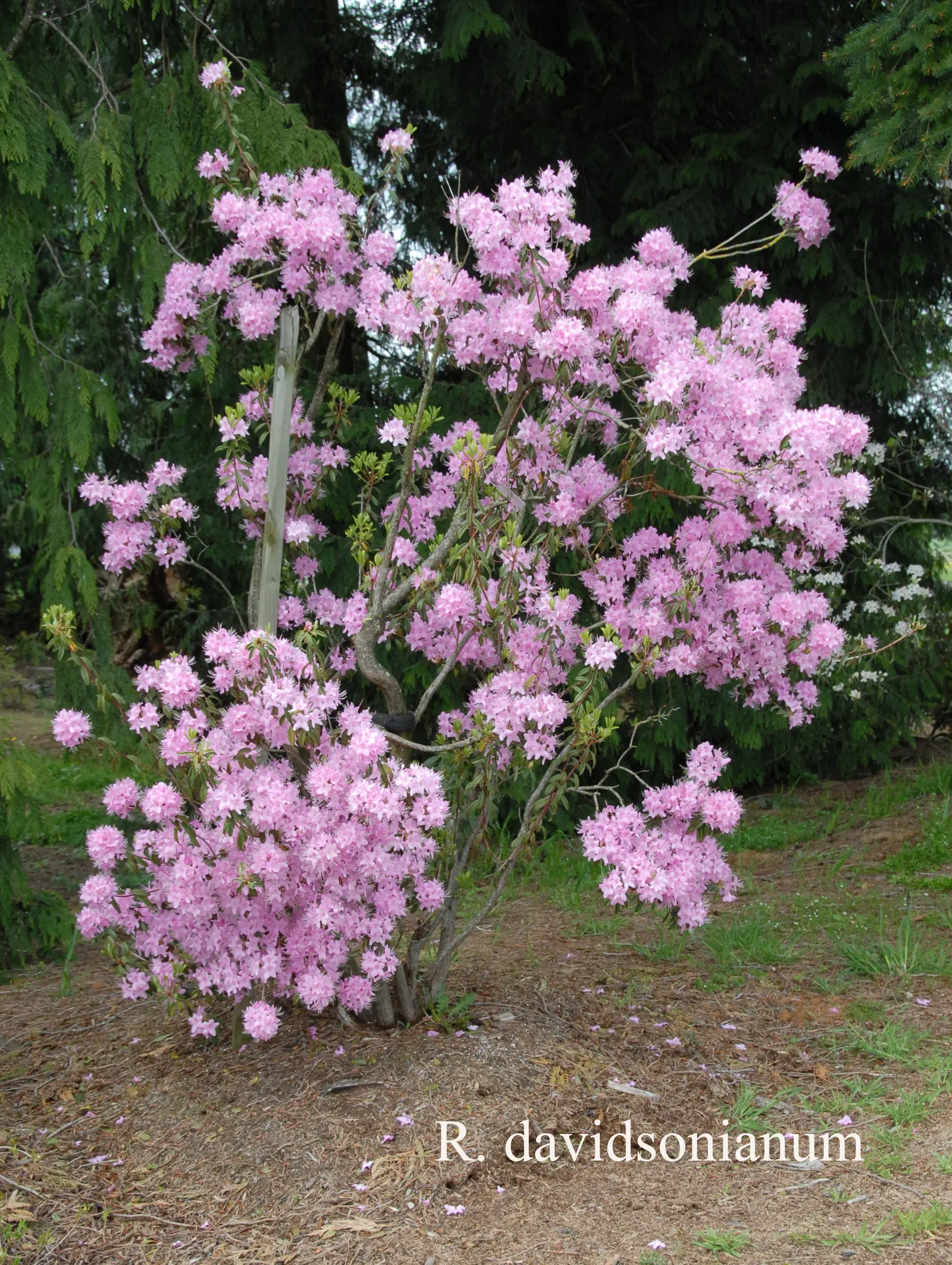 R. davidsonianum photo of R. davidsonianum. Location: Fearing's Farm Nursery, Abbotsford, BC, Canada. Photo by: Harold Fearing