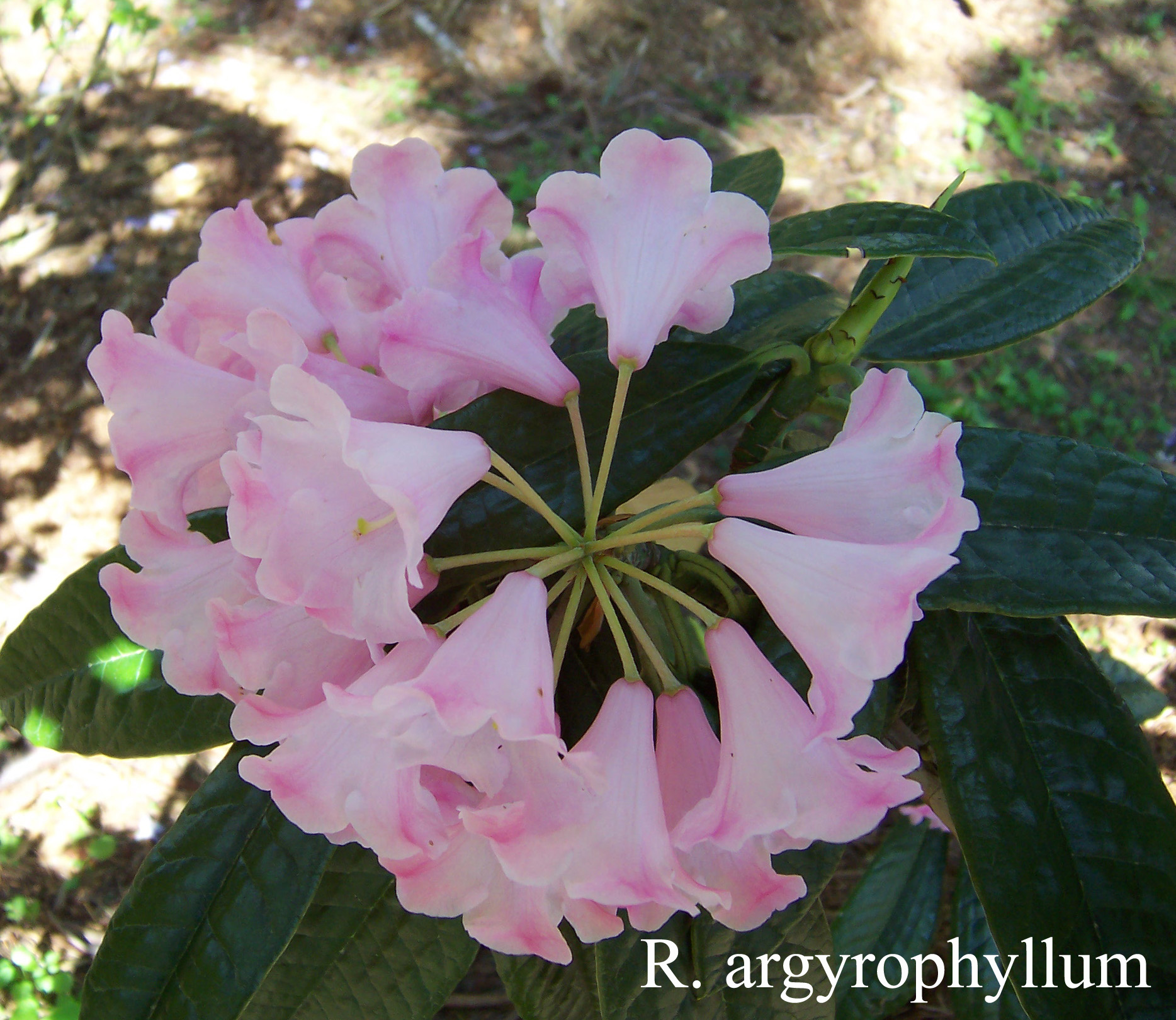 Rhododendron argyrophyllum ssp argyrophyllum photo