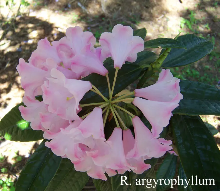 Photo of R. argyrophyllum ssp argyrophyllum, Species