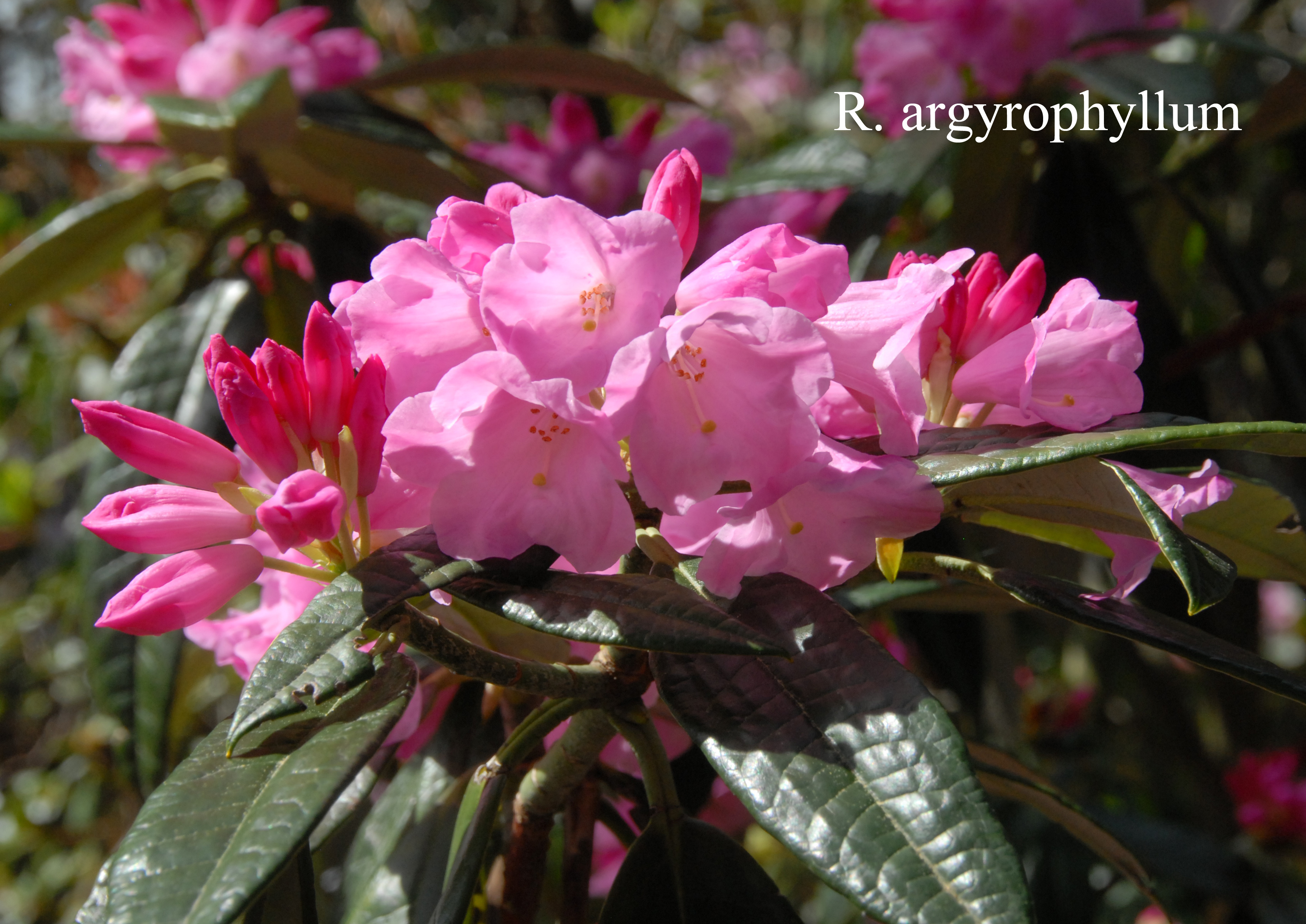 Rhododendron argyrophyllum ssp argyrophyllum photo