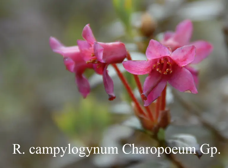 Photo of R. campylogynum 'Charopoeum Group', Rhododendron Species Selection
