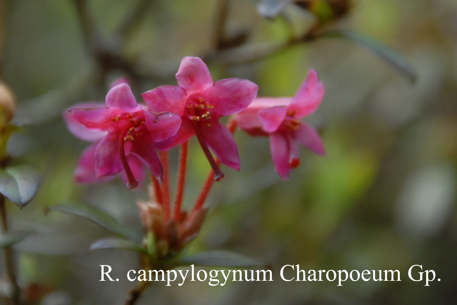 R. campylogynum 'Charopoeum Group' photo of R. campylogynum 'Charopoeum Group'. Location: Fearing's Farm Nursery, Abbotsford, BC, Canada. Photo by: Harold Fearing