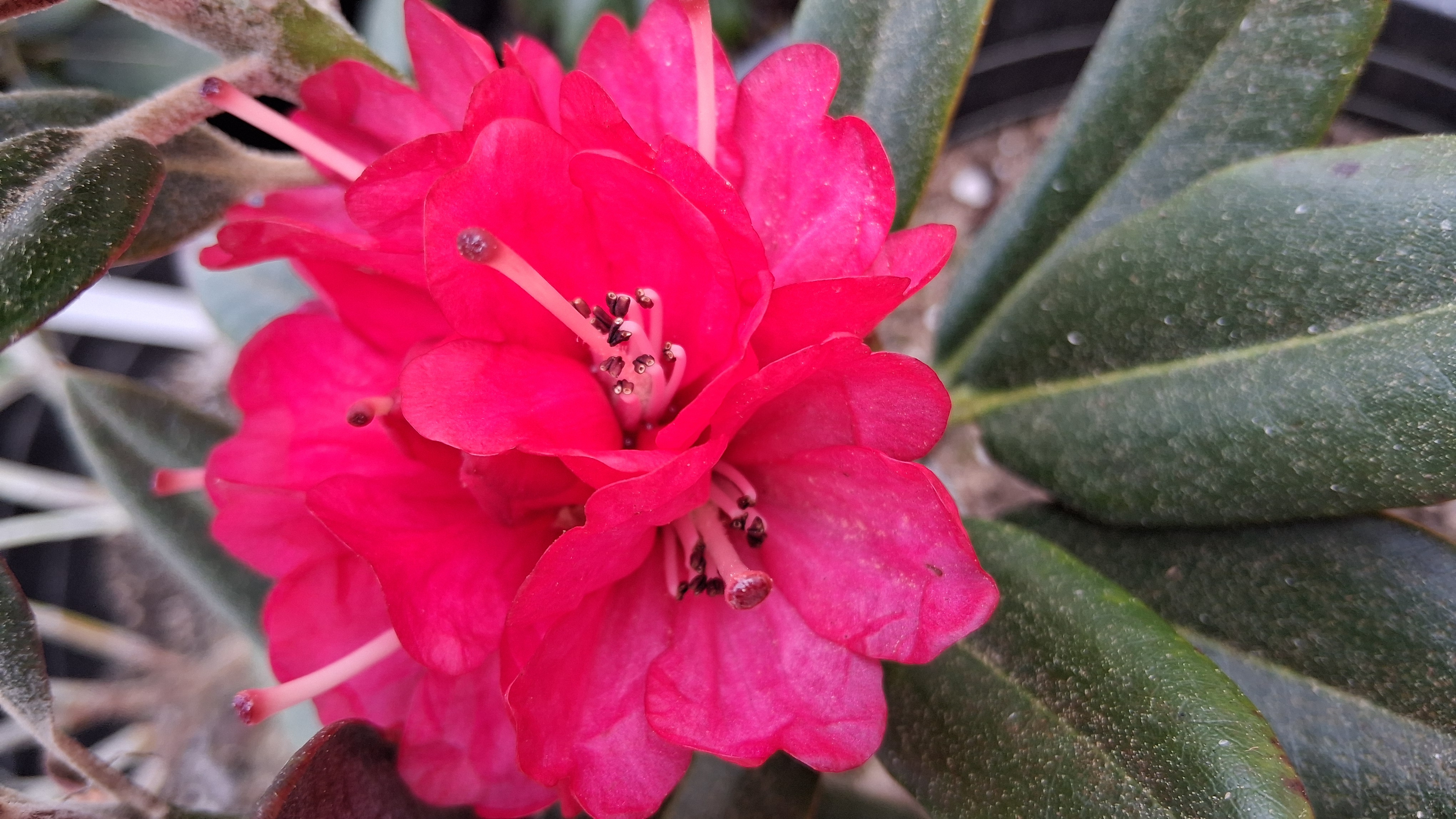 Rhododendron Cherries and Merlot photo