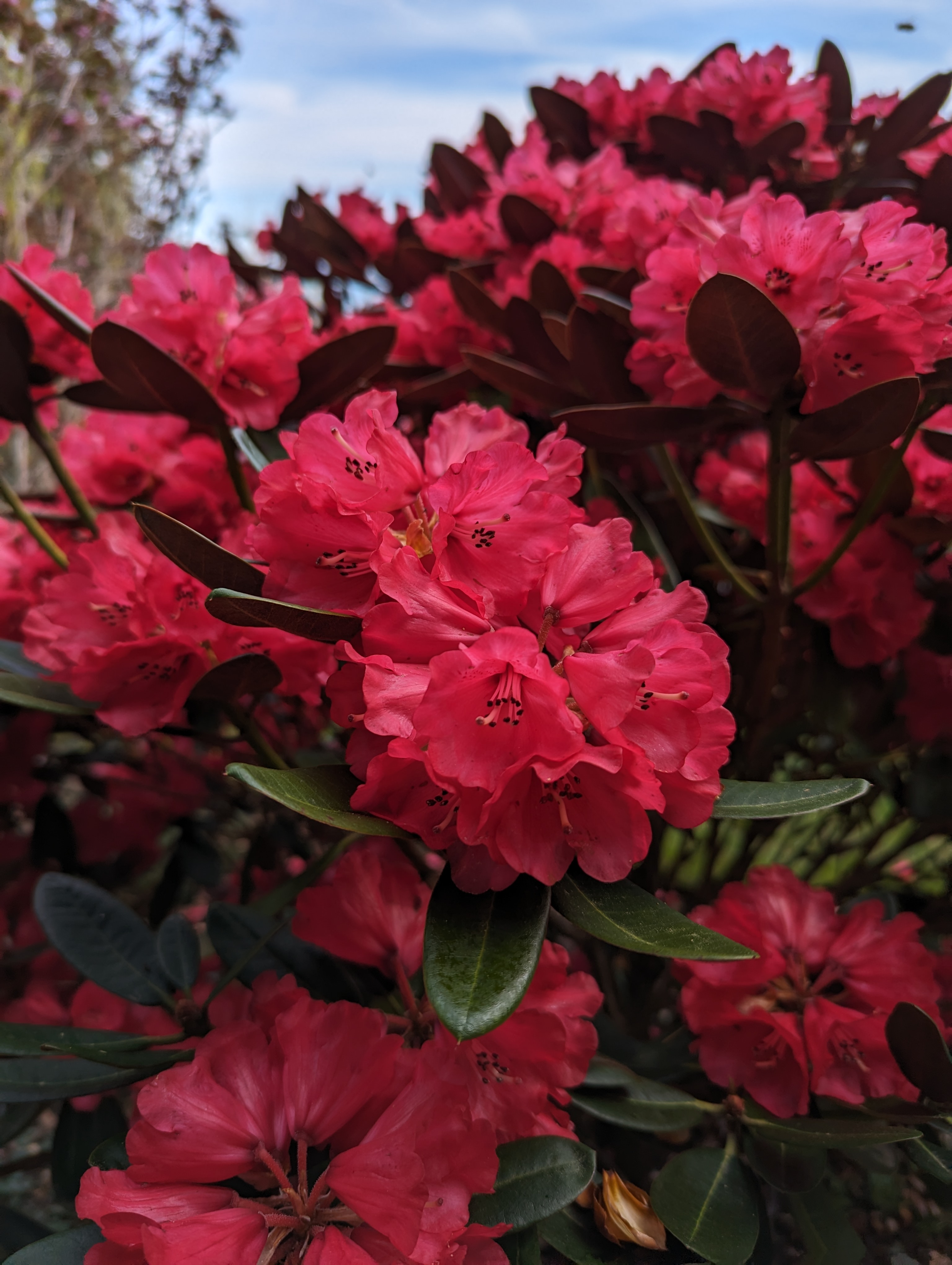 Rhododendron Cherries and Merlot photo
