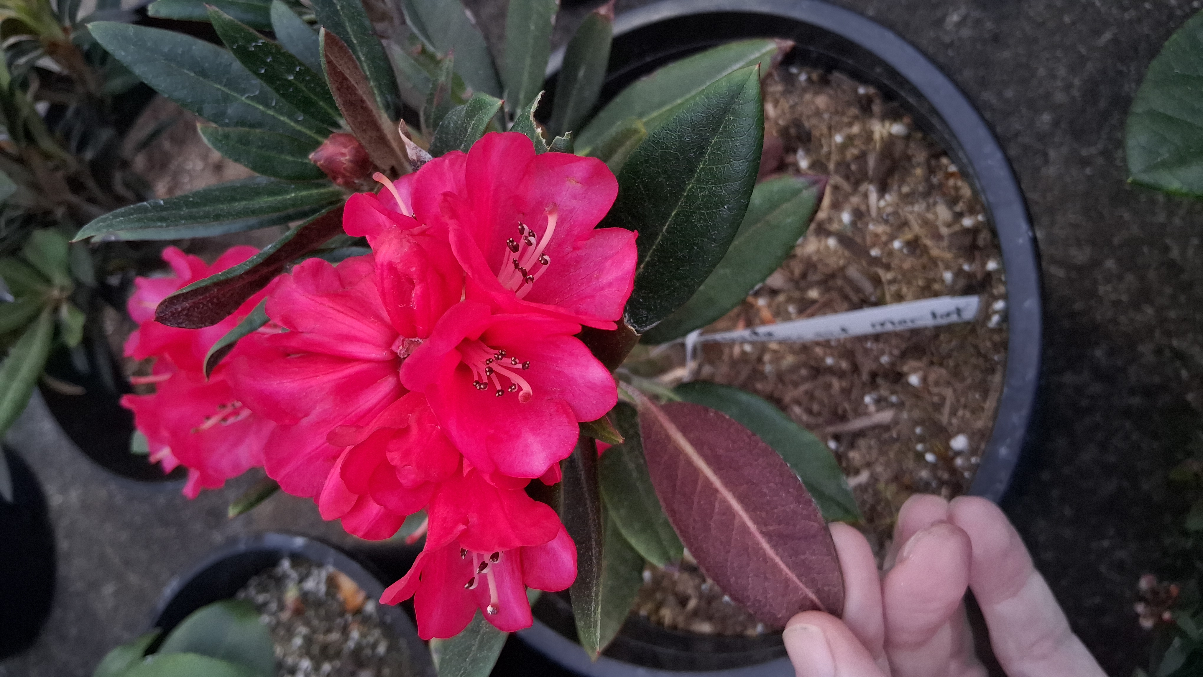 Rhododendron Cherries and Merlot photo