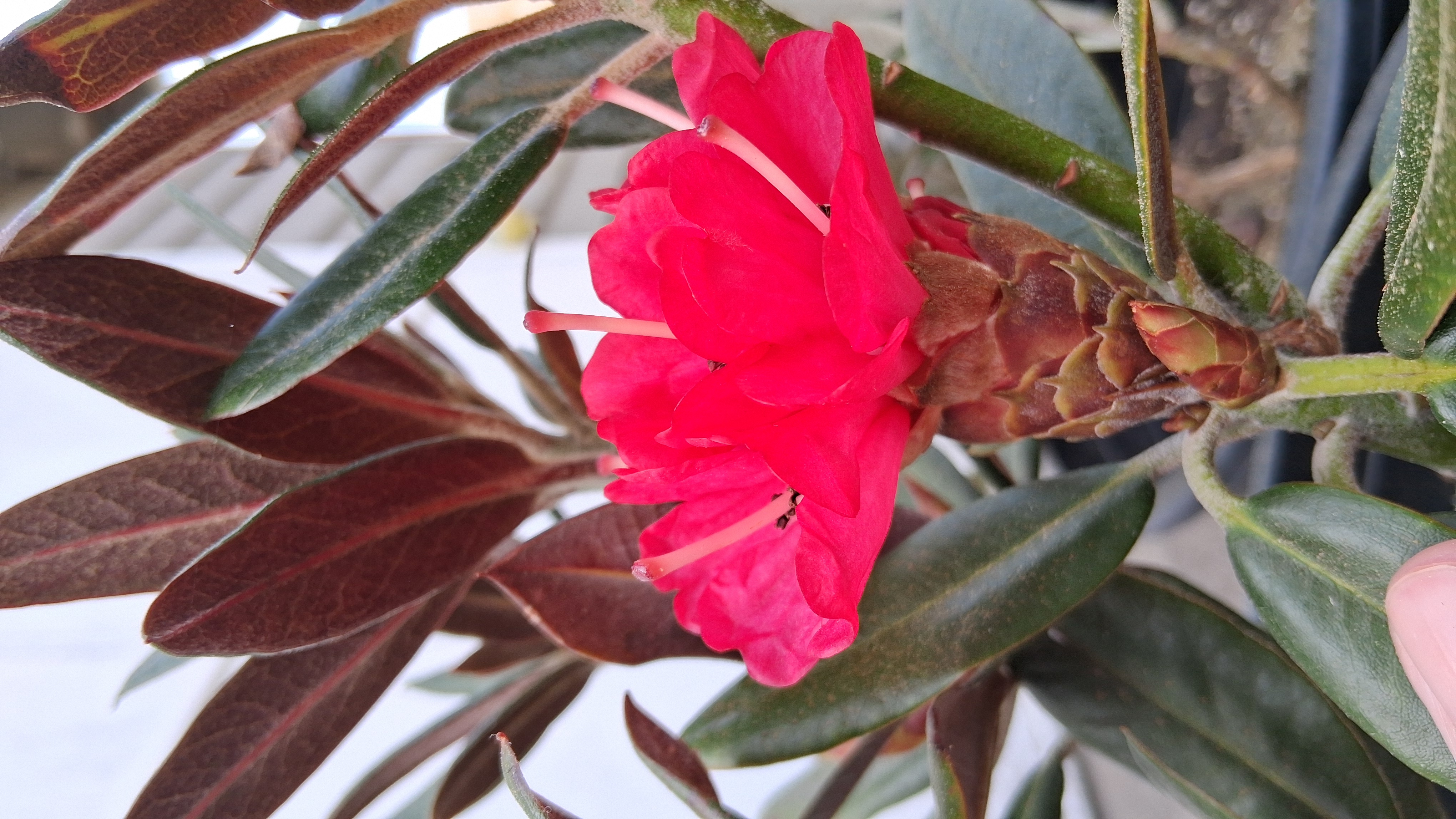 Rhododendron Cherries and Merlot photo