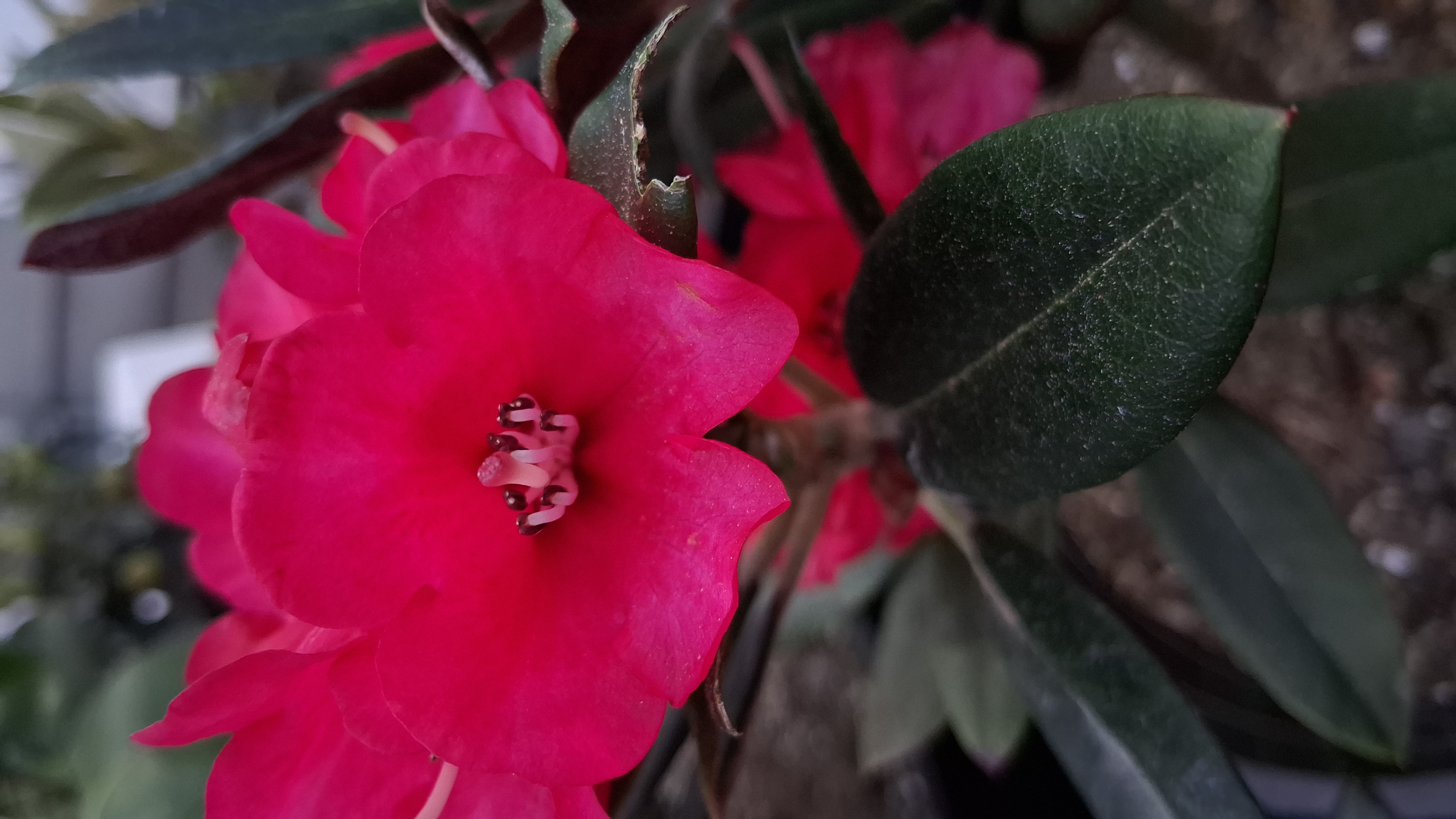 Rhododendron Cherries and Merlot photo