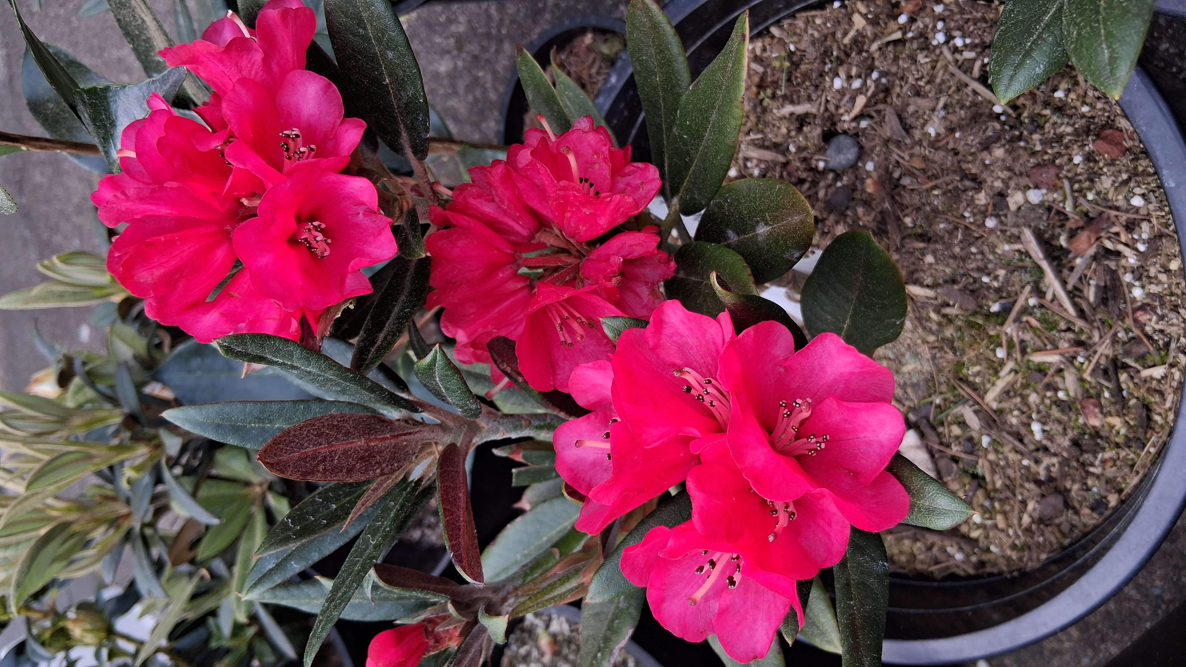 Rhododendron Cherries and Merlot photo