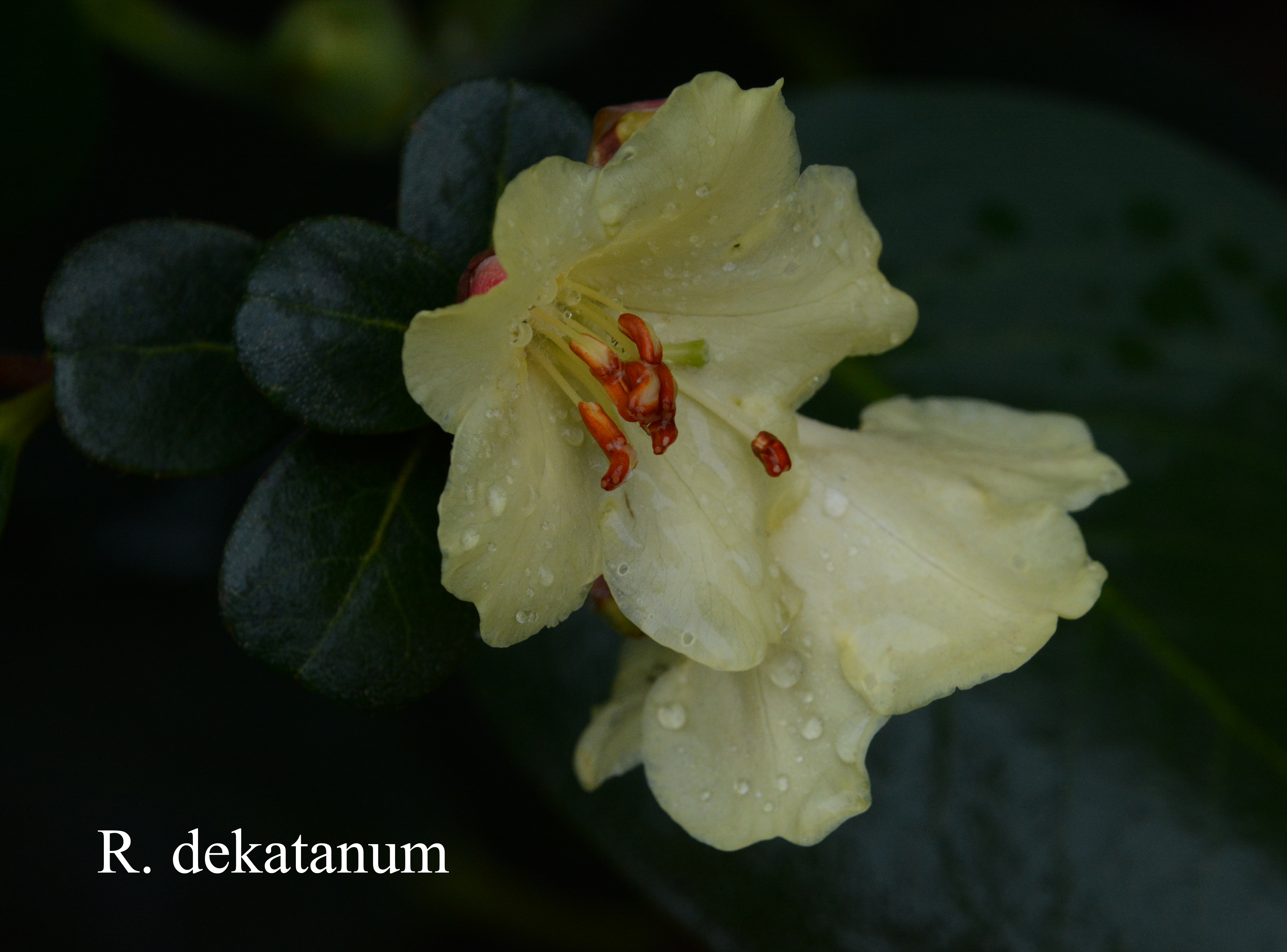 Rhododendron dekatanum photo