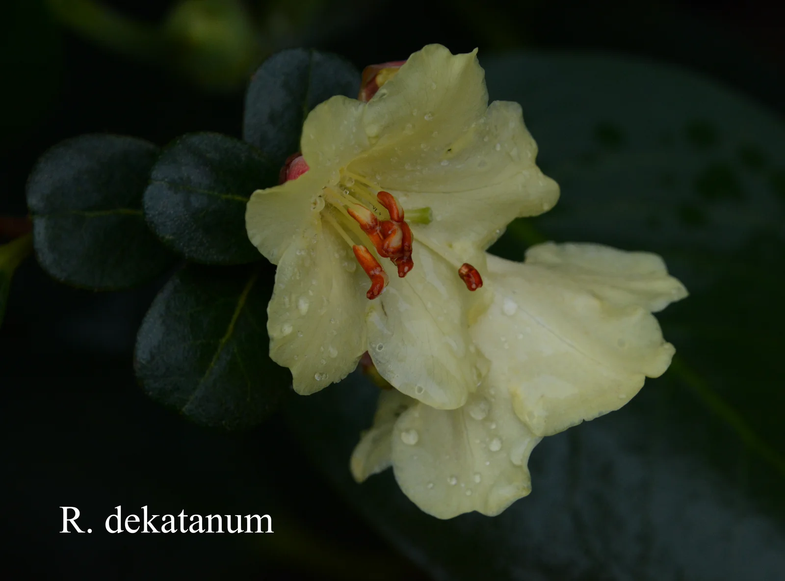 R. dekatanum photo of R. dekatanum. Location: Fearing's Farm Nursery, Abbotsford, BC, Canada. Photo by: Harold Fearing
