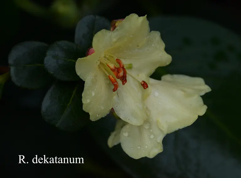 Photo of R. dekatanum, Species
