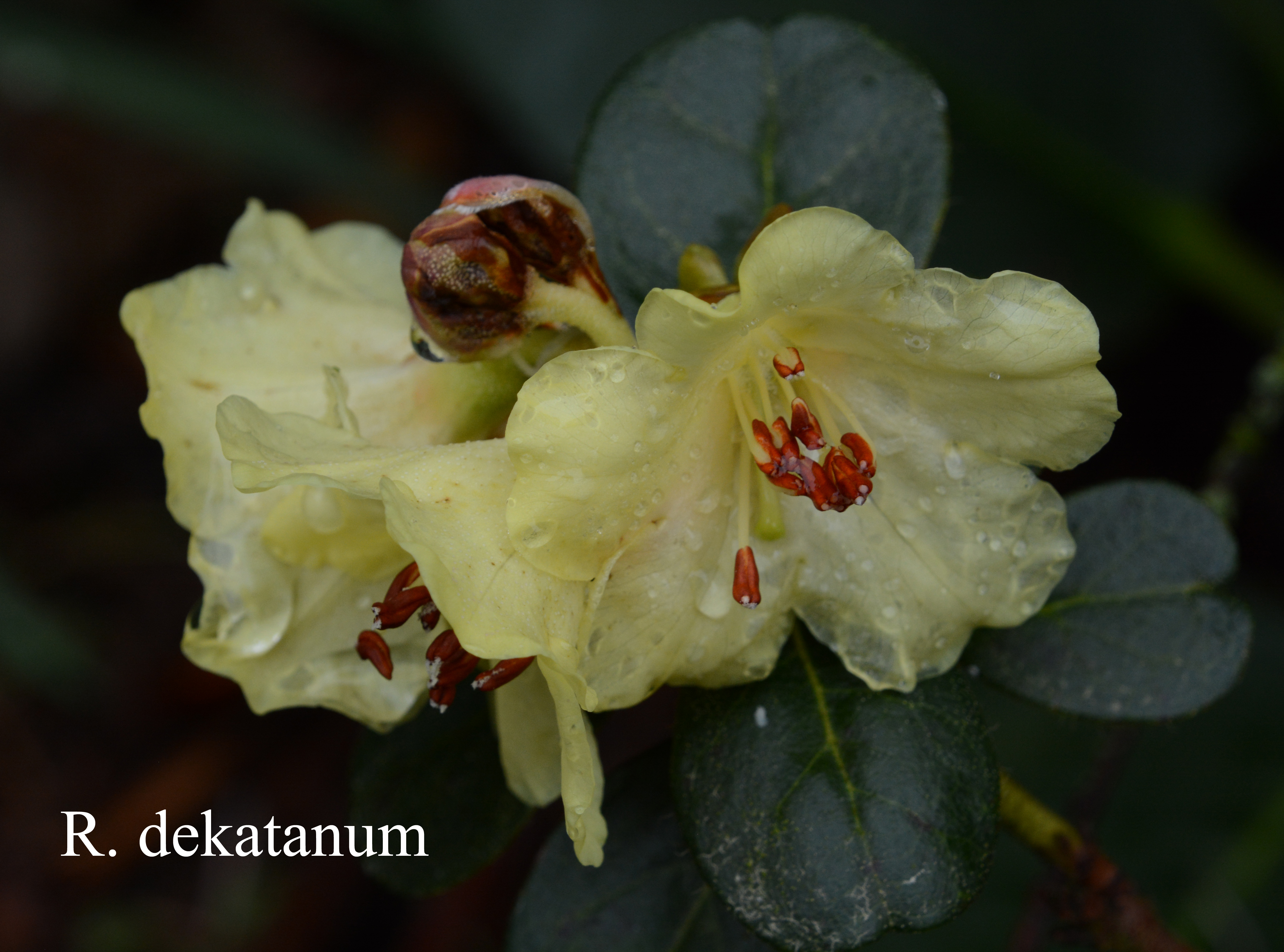 Rhododendron dekatanum photo