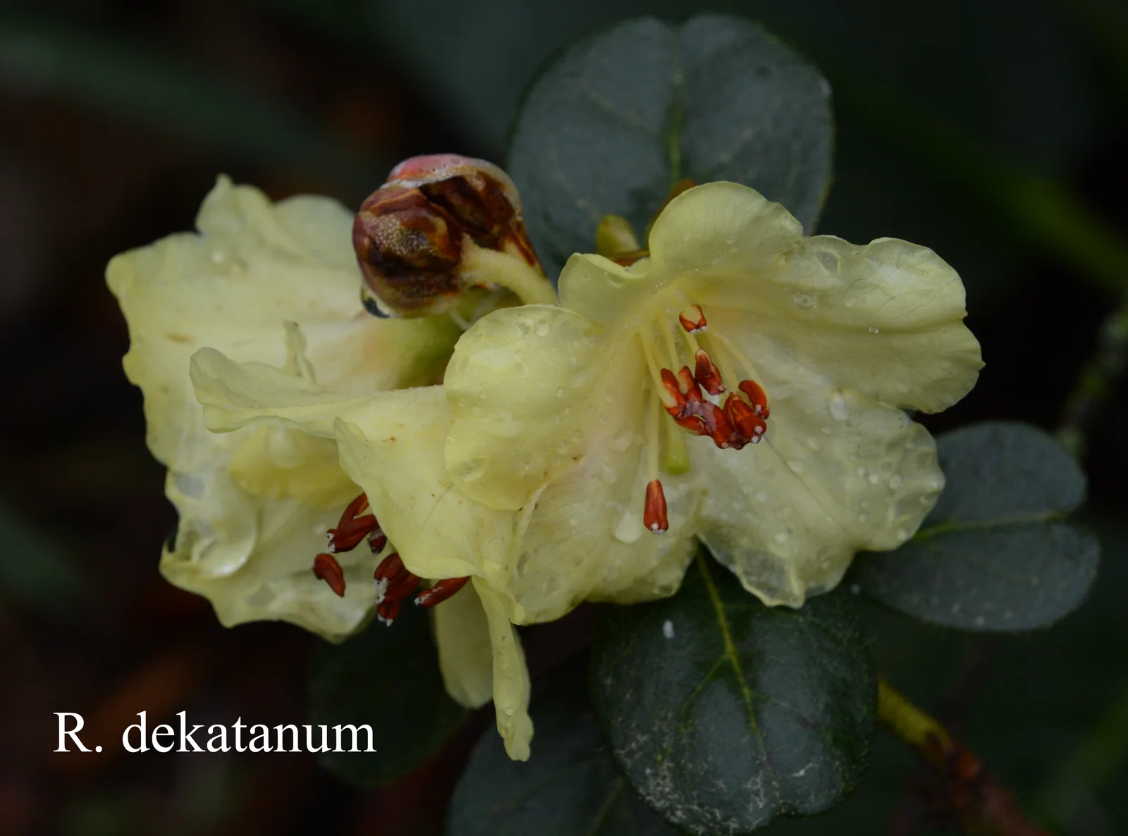 R. dekatanum photo of R. dekatanum. Location: Fearing's Farm Nursery, Abbotsford, BC, Canada. Photo by: Harold Fearing