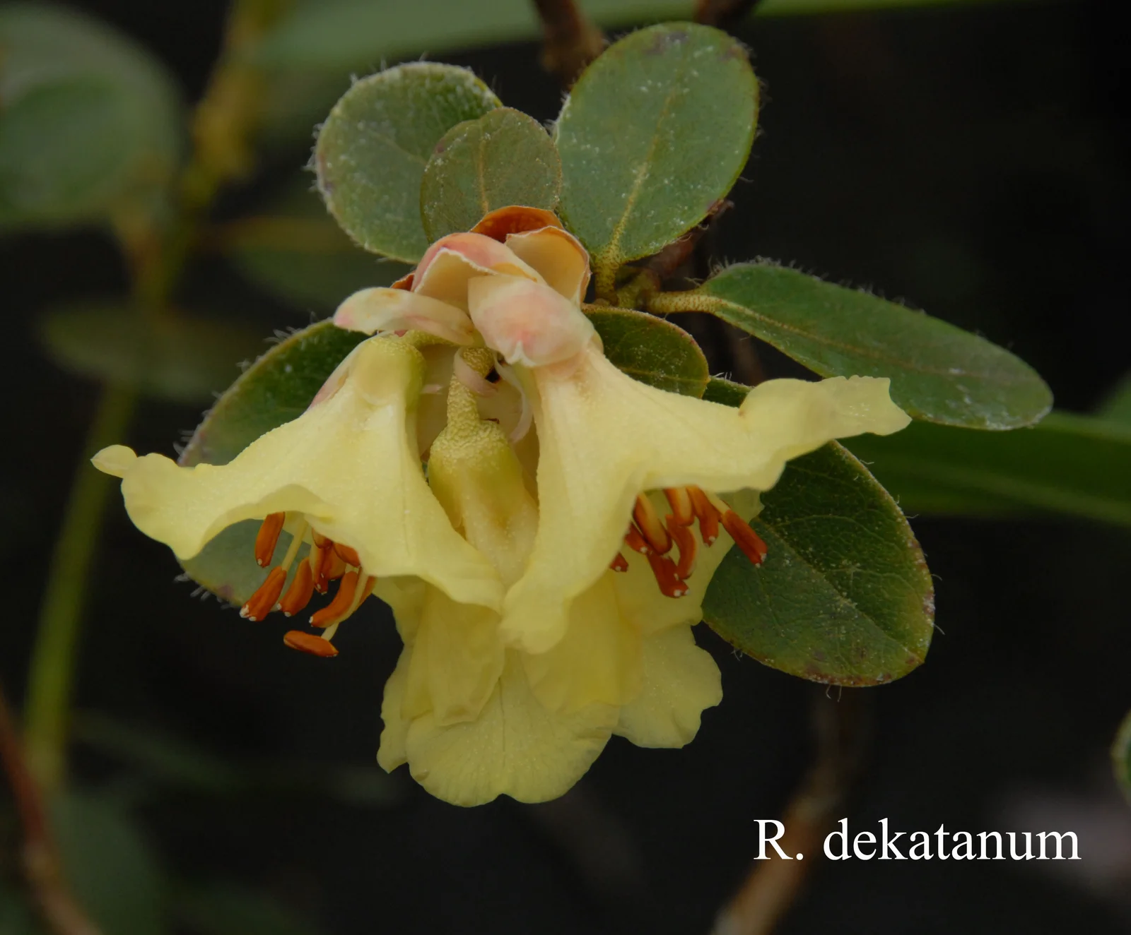 R. dekatanum photo of R. dekatanum. Location: Fearing's Farm Nursery, Abbotsford, BC, Canada. Photo by: Harold Fearing