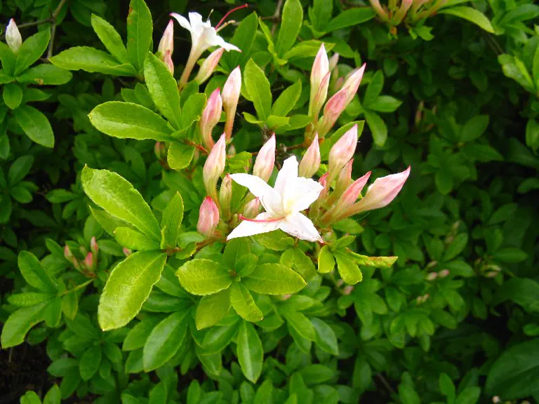 Photo of R. 'John Blair', Deciduous Azalea Hybrid