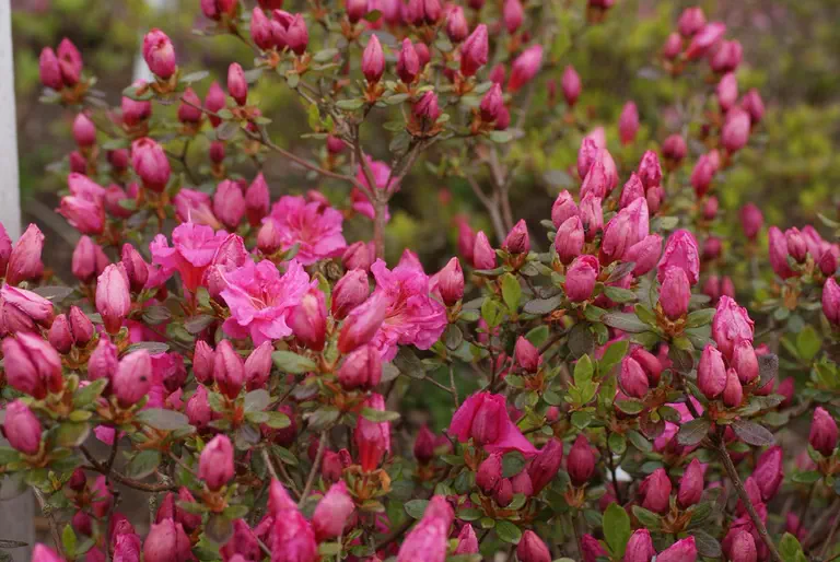 Photo of R. 'Petticoat', Evergreen Azalea Hybrid